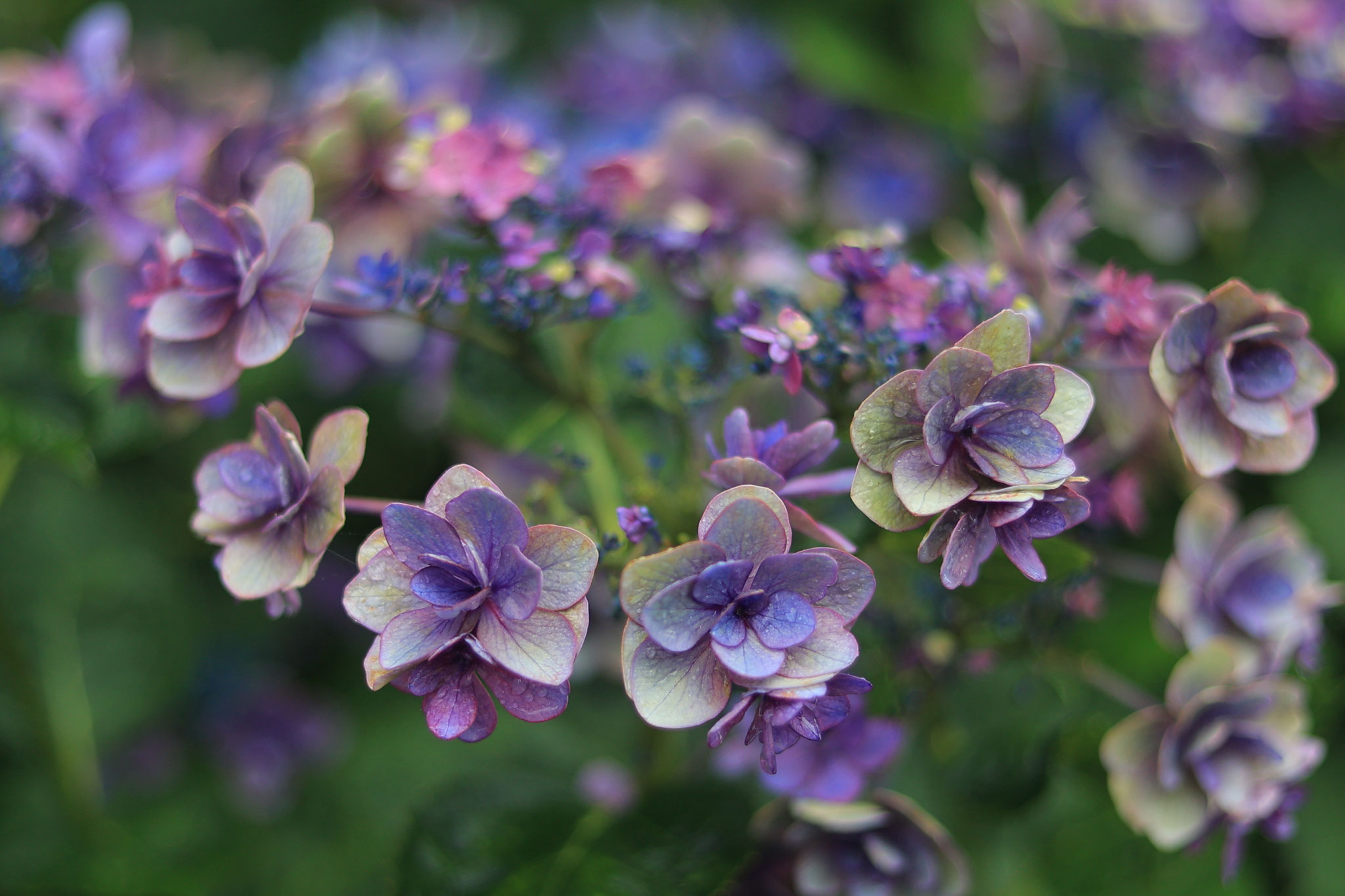 かのやばら園に咲く様々な紫陽花たち ④(6月11日 鹿屋市)