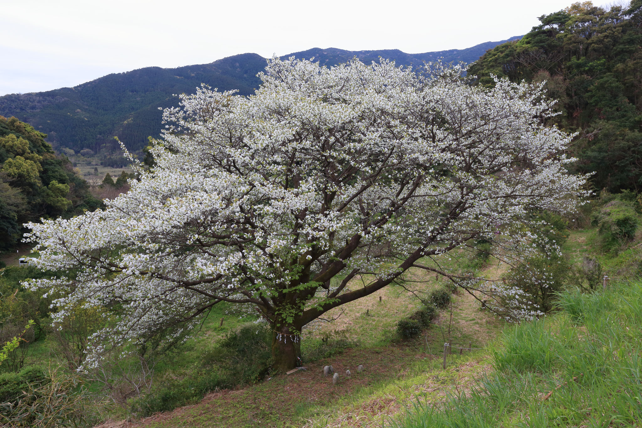 山の中の一本桜、テコテン桜(3/25 肝付町)