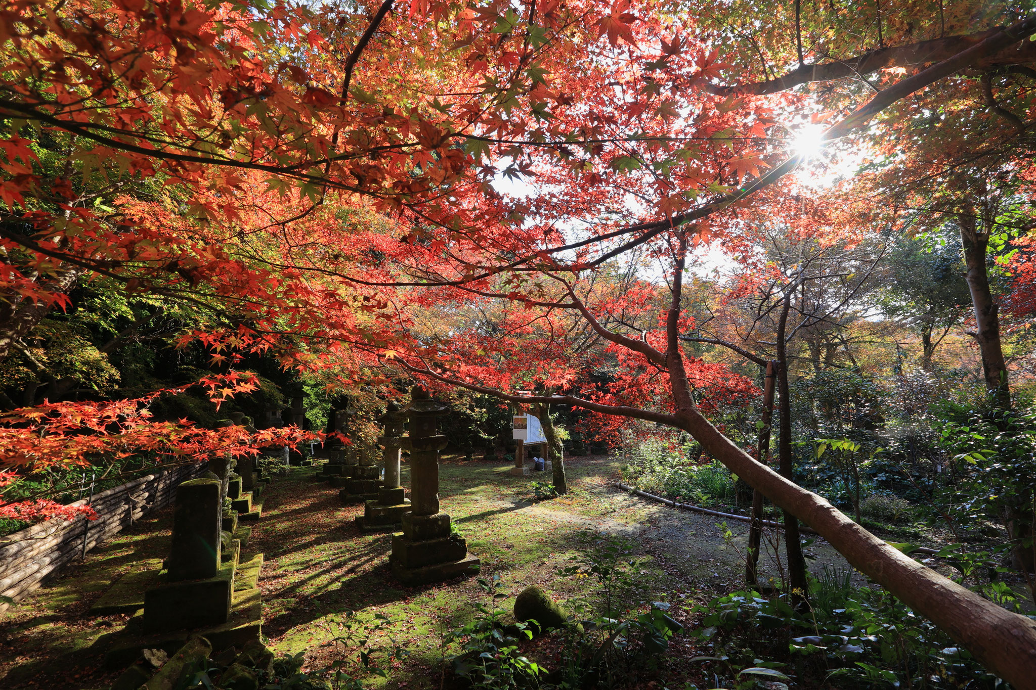 道隆寺の紅葉も見頃に(11月29日肝付町)