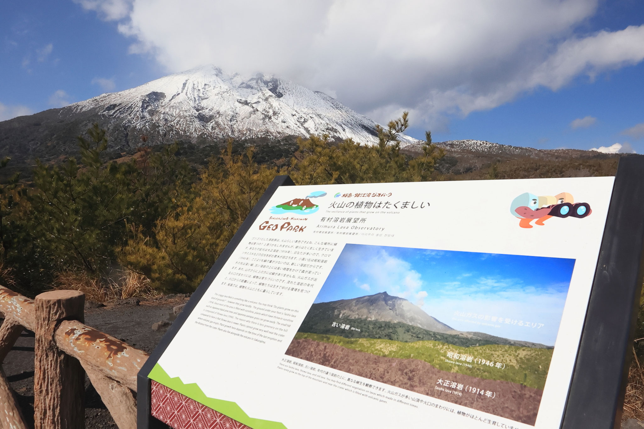 晴れて冠雪の桜島が姿を見せる(2月8日 桜島町)