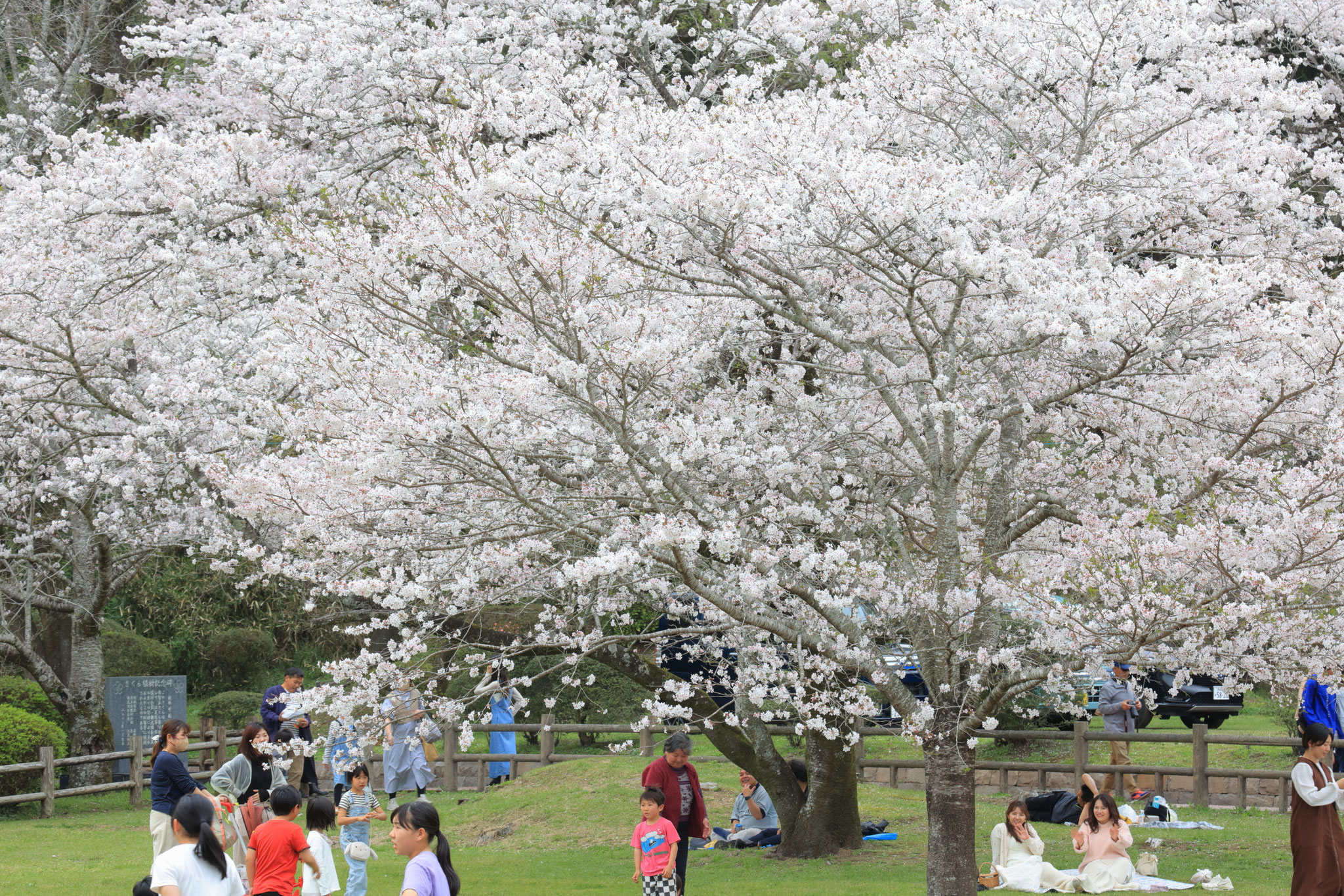 賑わう母智丘公園(3月30日 都城市)