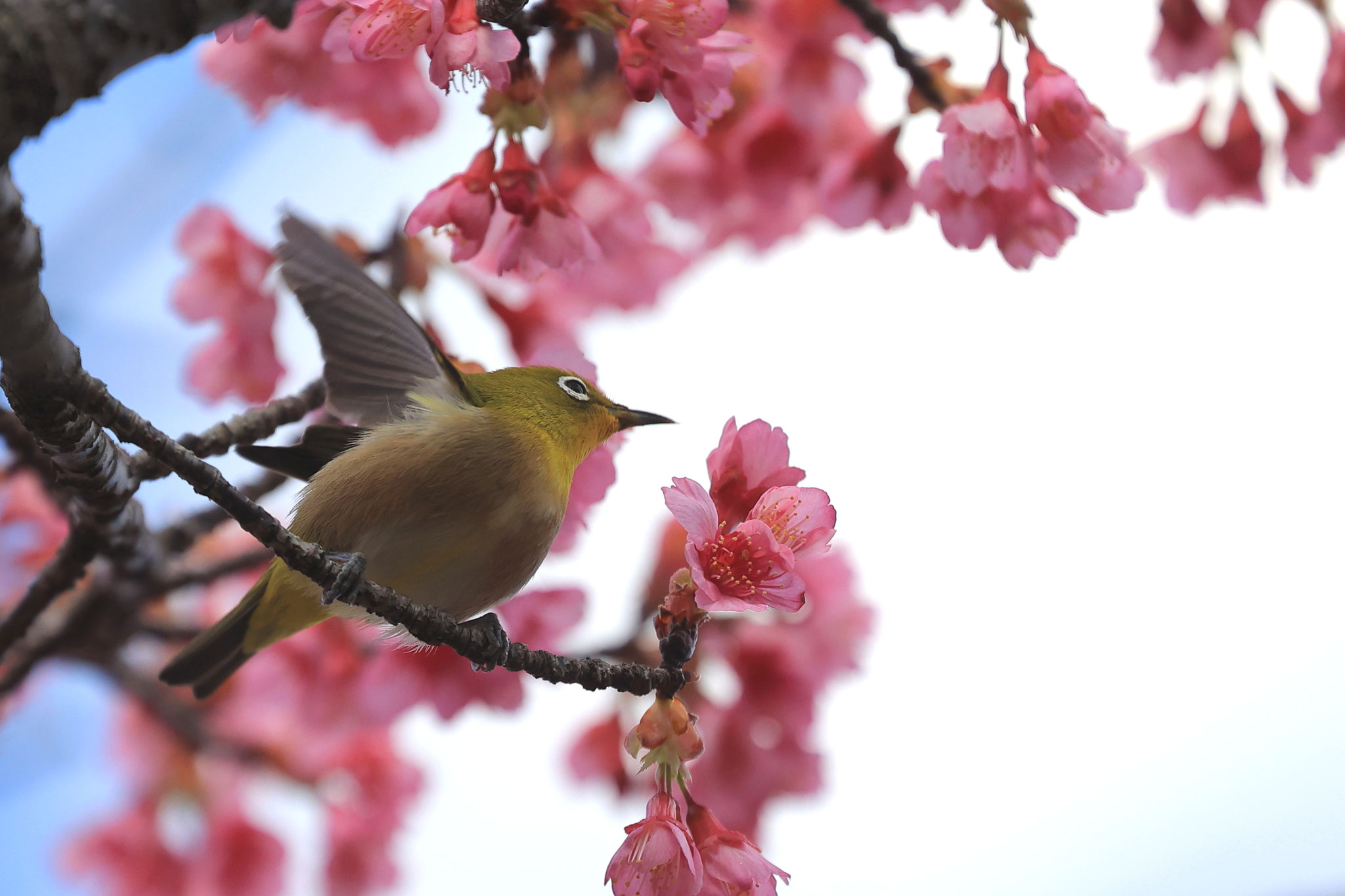 次の花求めるメジロ(2月23日 肝付町)