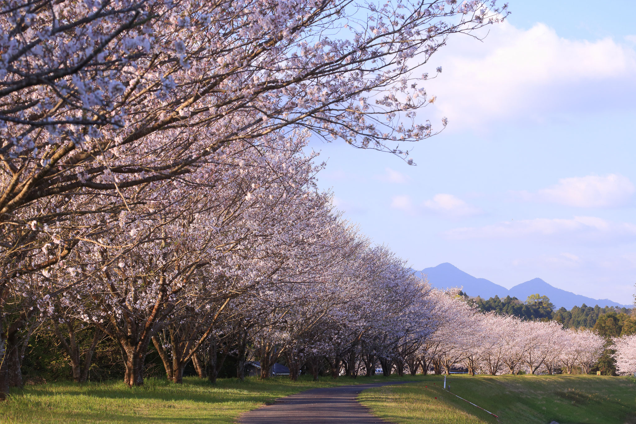肝付町にも見事な桜並木があります。(3/31 肝付町)