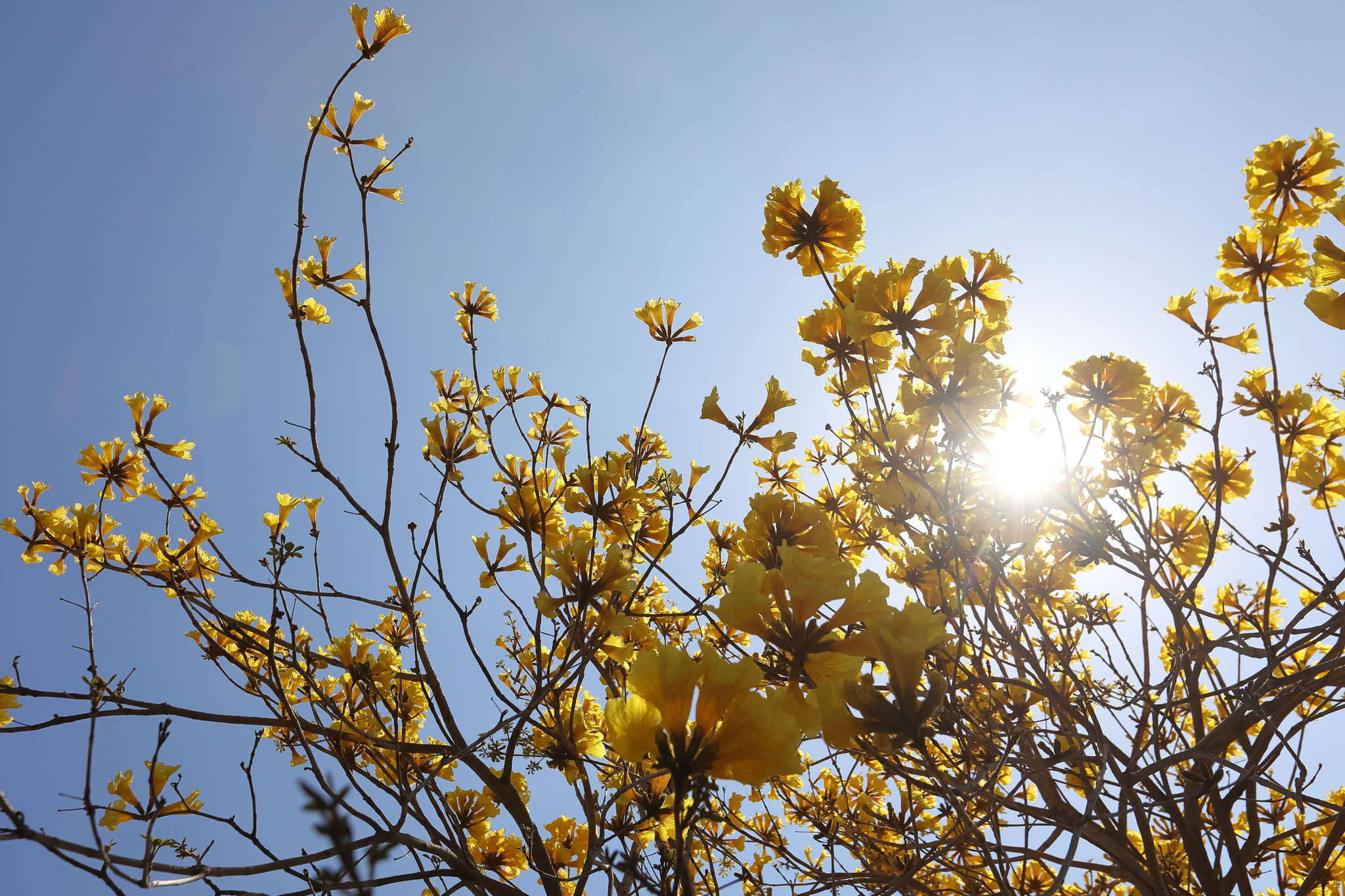 木に咲く黄色花イペー(4月10日 東串良町)