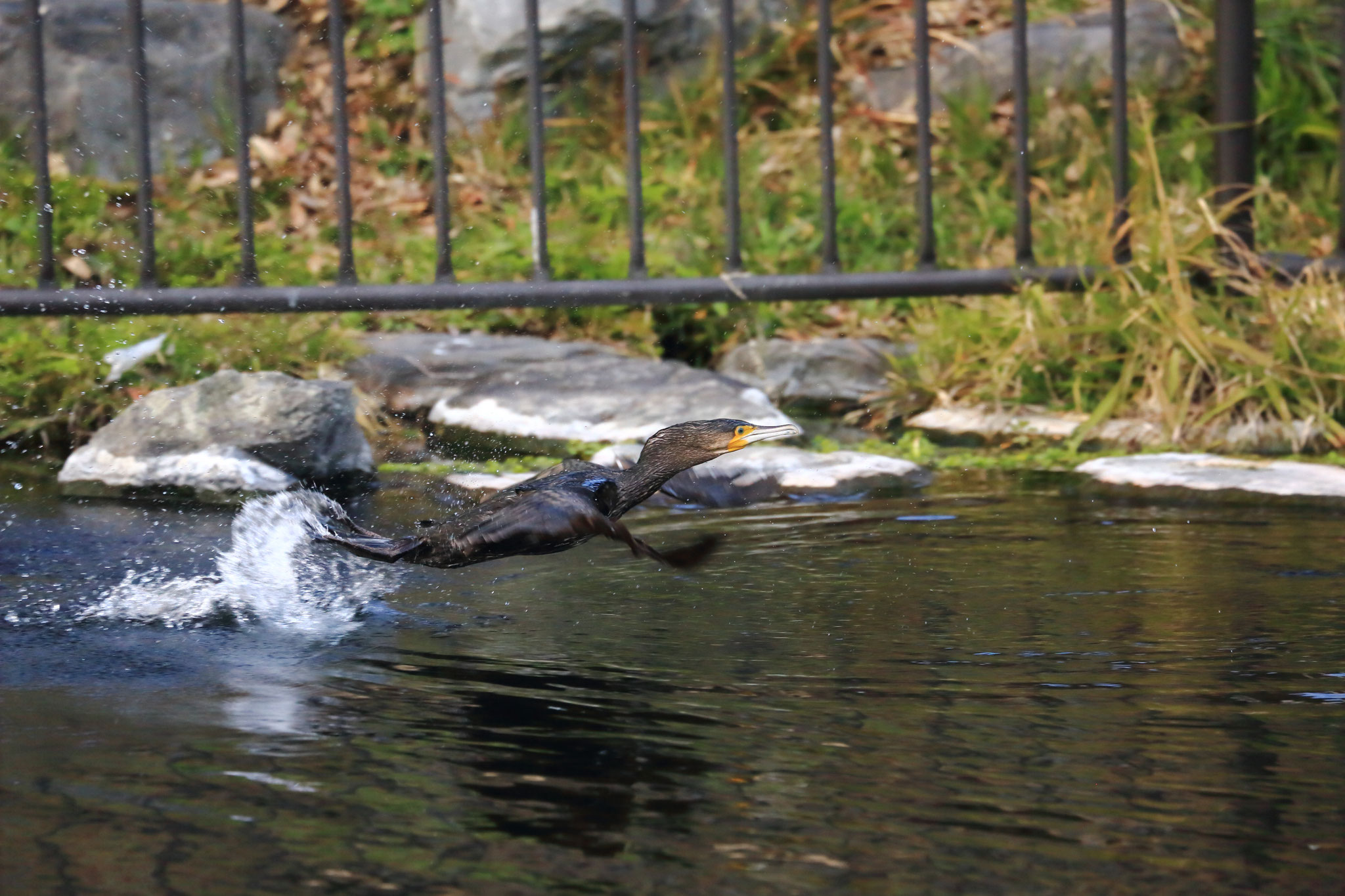 水面蹴り走るカワウ(2/11 鹿屋市和田井堰公園)