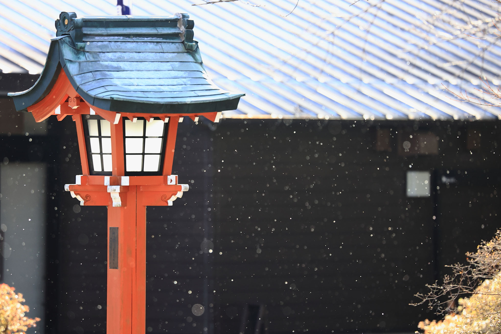 粉雪降る(2月24日 霧島市)