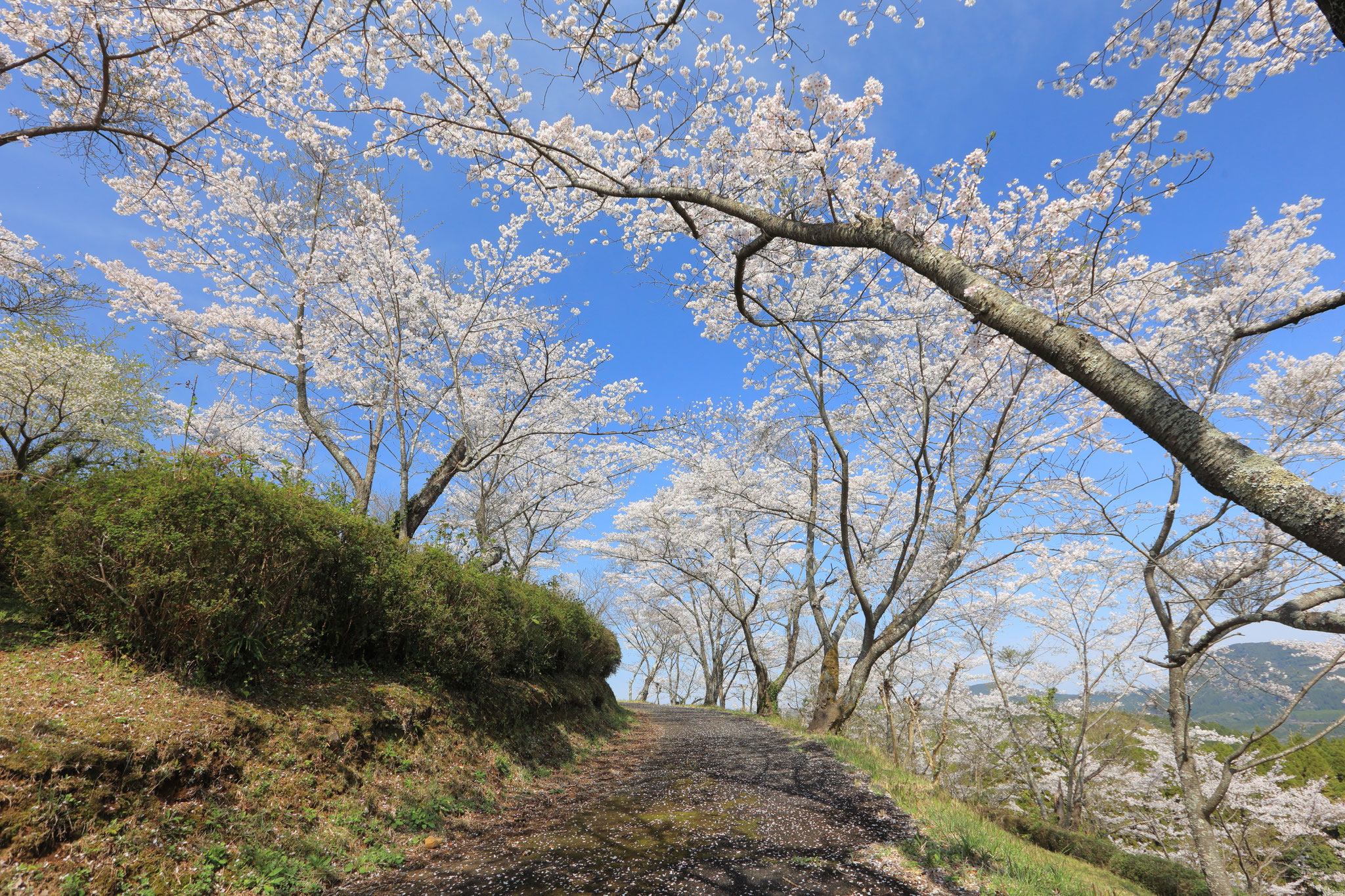 丸岡公園高台へと行く道から見る桜(3月29日 霧島市)