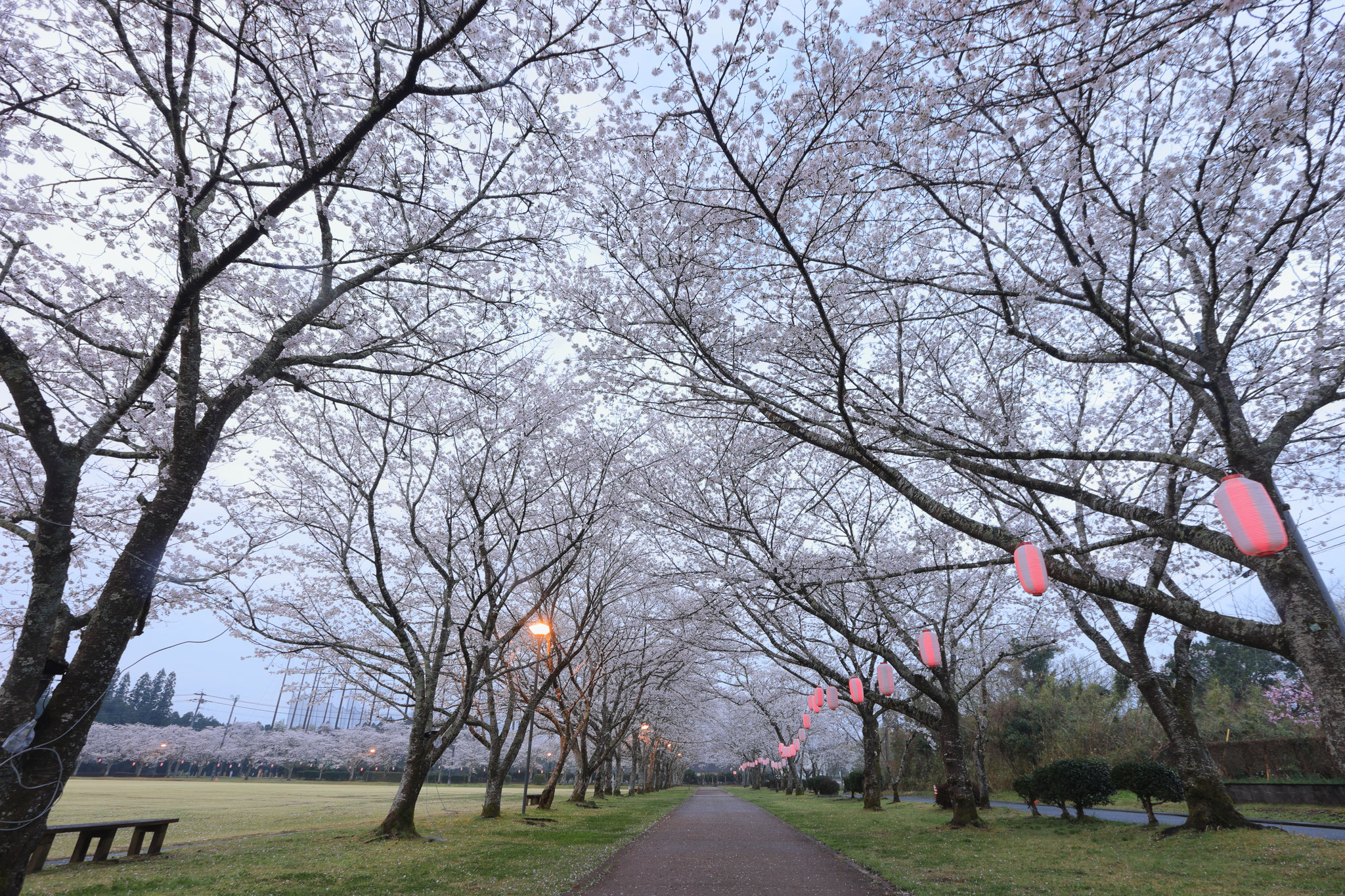 桜並木を行く(3月29日 伊佐市)