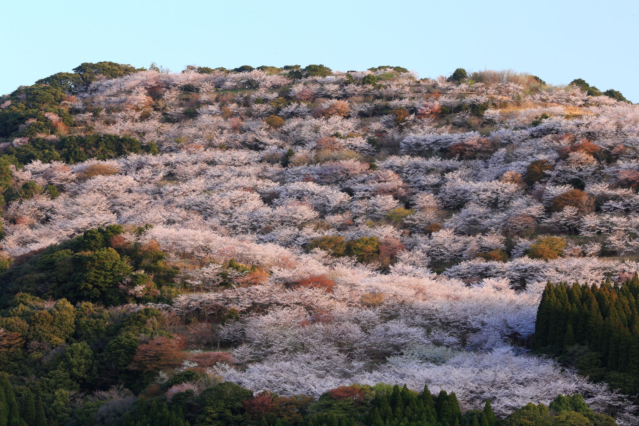 桜ひしめき合う山（3/24 宮崎県日南市 花立公園）