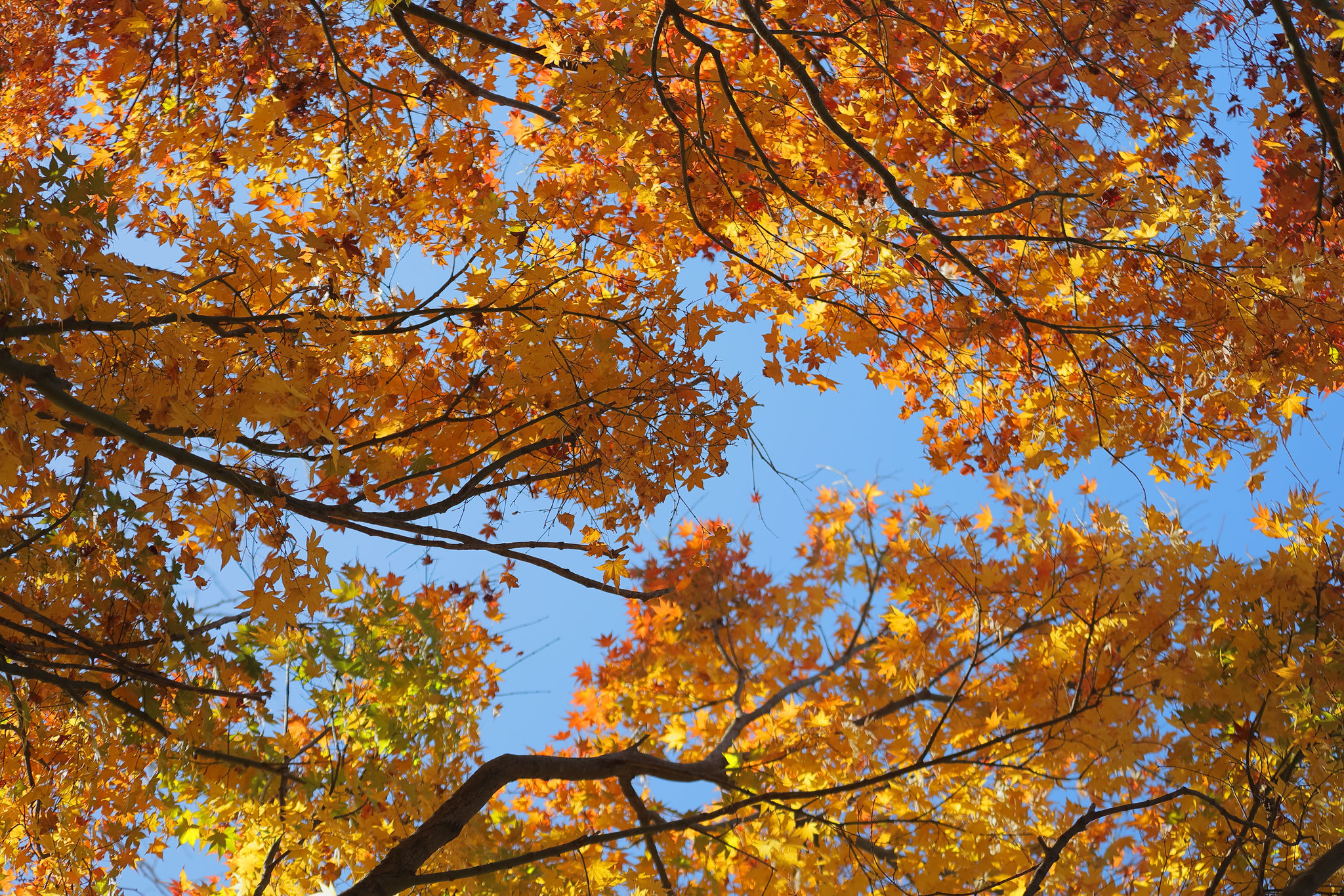 見上げる秋の空(11月28日 鹿屋市)