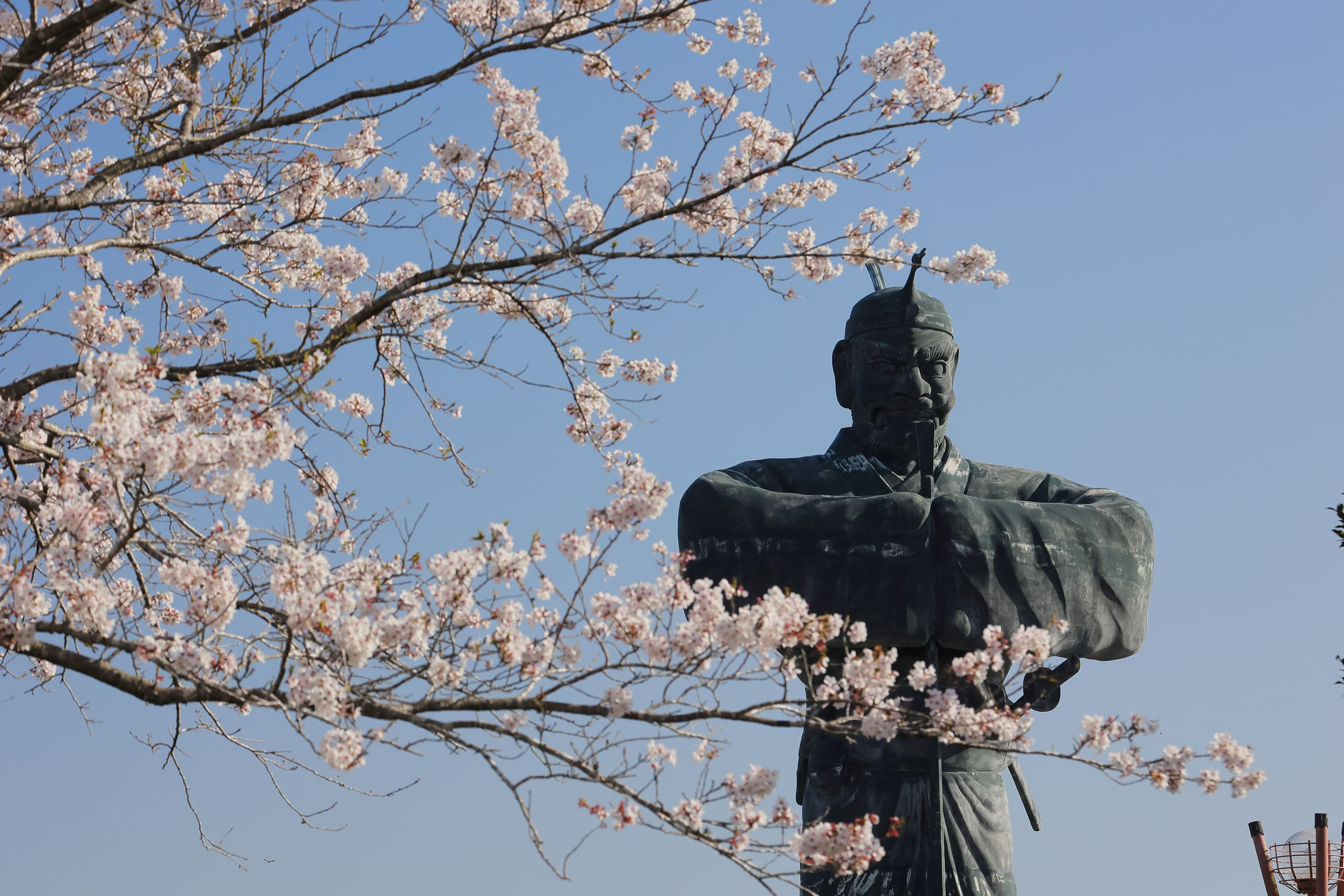 弥五郎どんと桜(3/27 曽於市)
