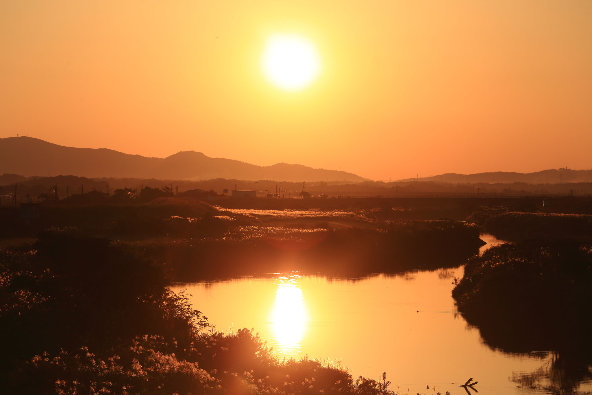 夕焼けに煌めく河川敷のススキ(10/25 肝付町 高良橋)