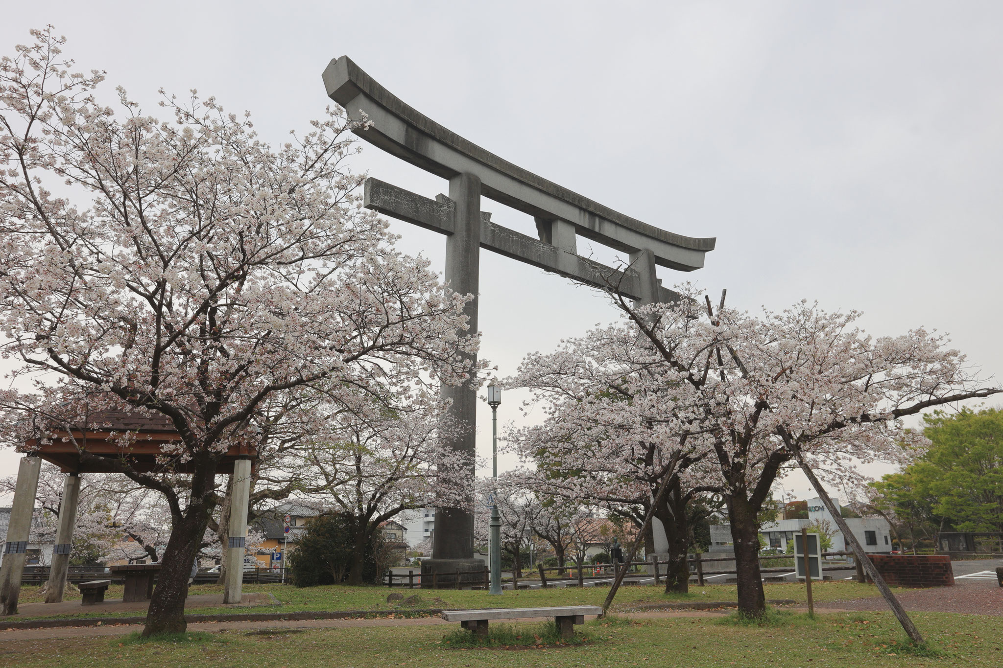 神柱公園で眺める鳥居と桜(4月5日 都城市)