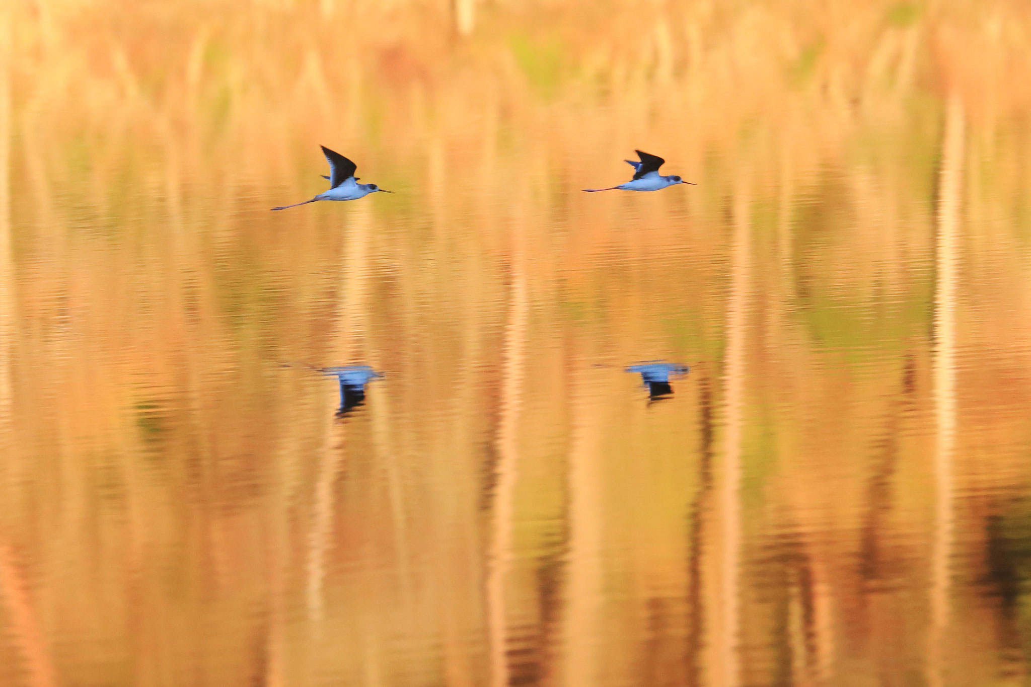 白紫池を飛翔するセイタカシギ(11/3 宮崎県えびの市 えびの高原)
