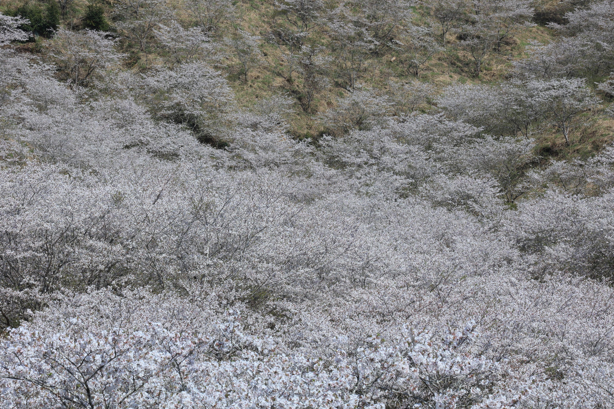 桜の海原(4月6日 都城市)