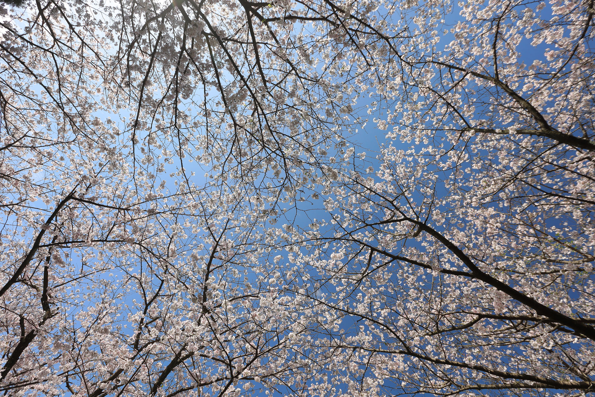 桜に囲まれて(3月27日 垂水市)