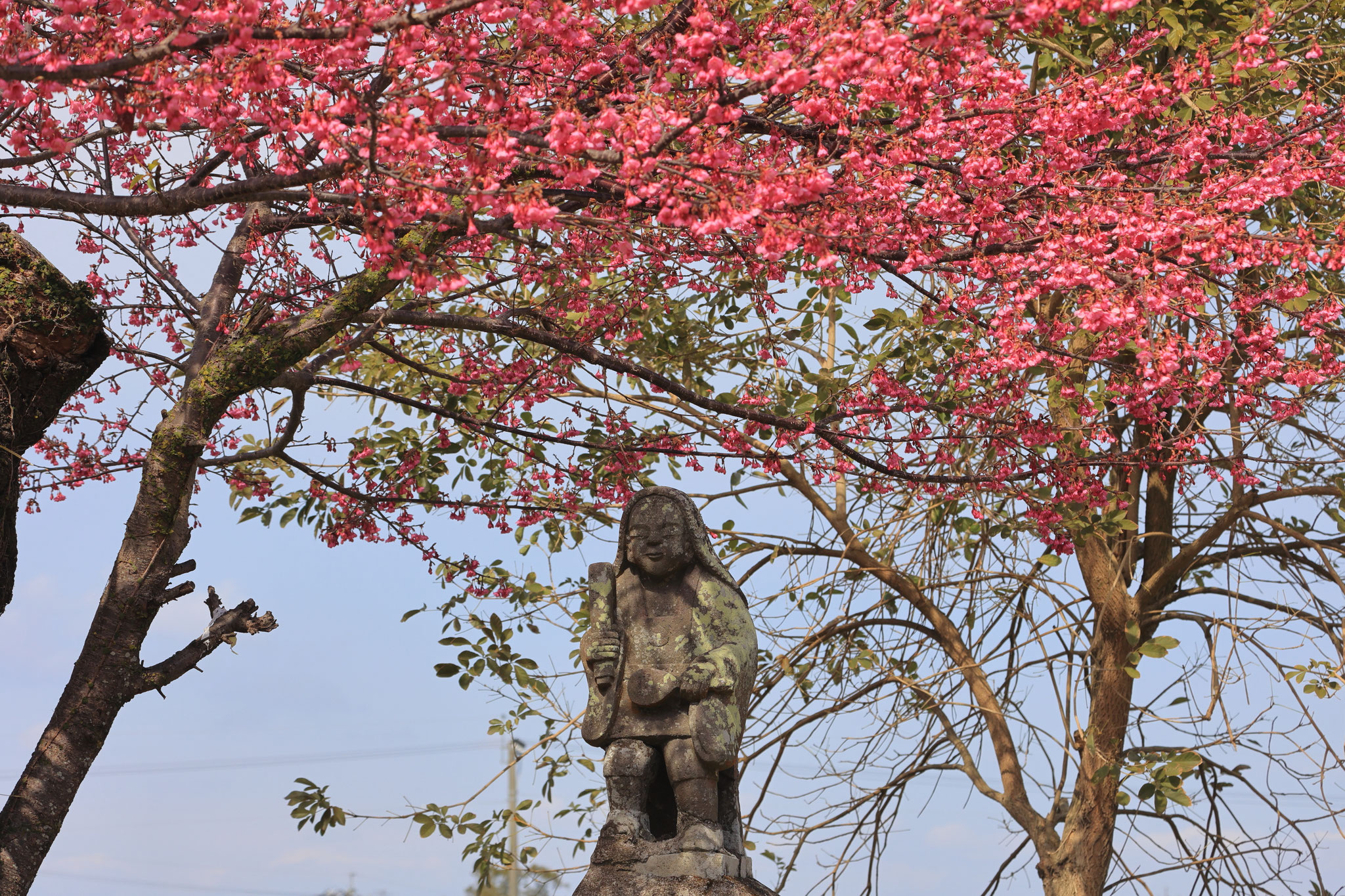 桜の花に囲まれる田の神(2月23日 肝付町)