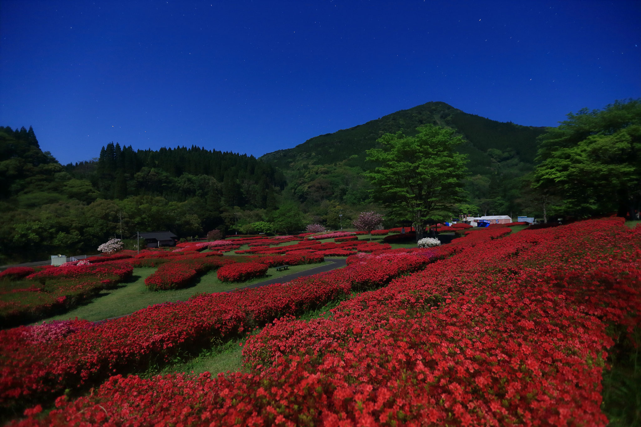 ツツジ咲く夜の椎八重公園(4_20 宮崎県 三股町)