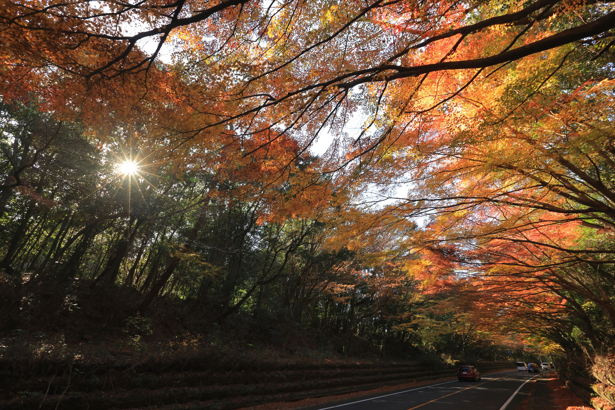 霧島神宮前の道路沿いの木々が紅葉を見せる(12月7日 霧島市)