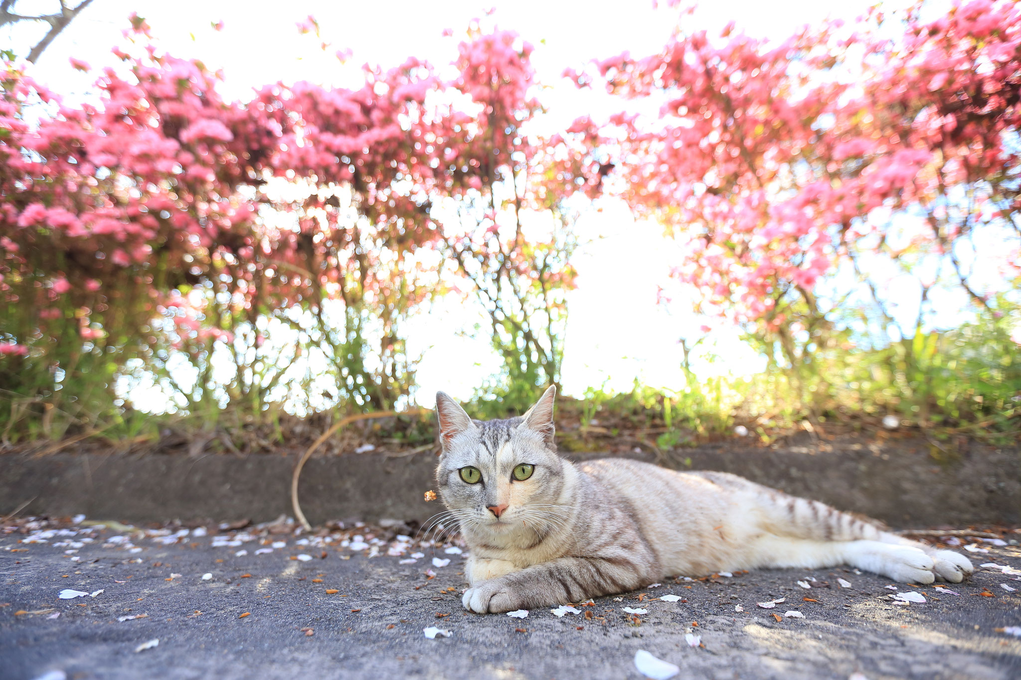 モデルさんのような姿の野良猫(4/7 垂水市)