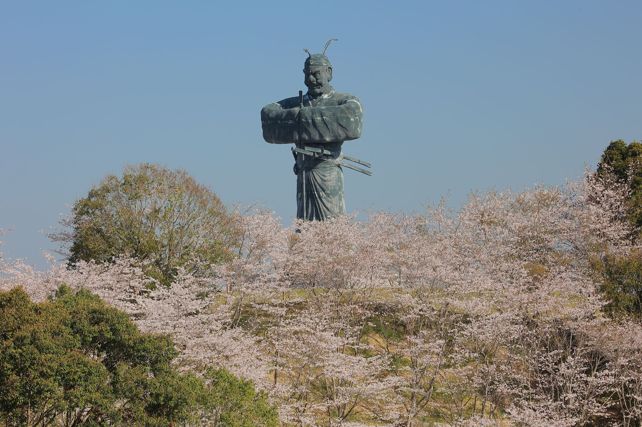 桜従える弥五郎どん(3/27 曽於市)