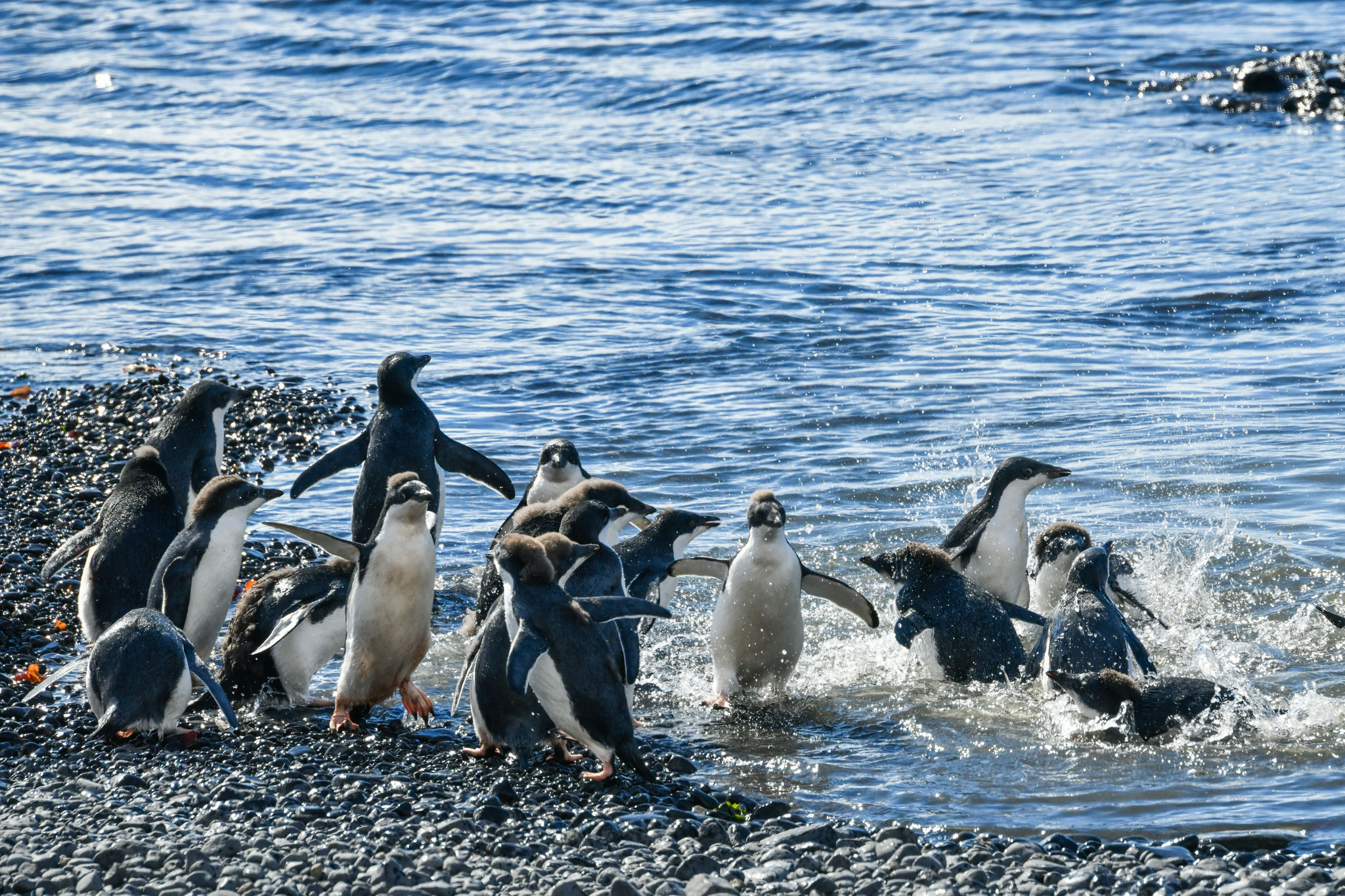 ヒナたちの泳ぎはじめ　アデリーペンギン