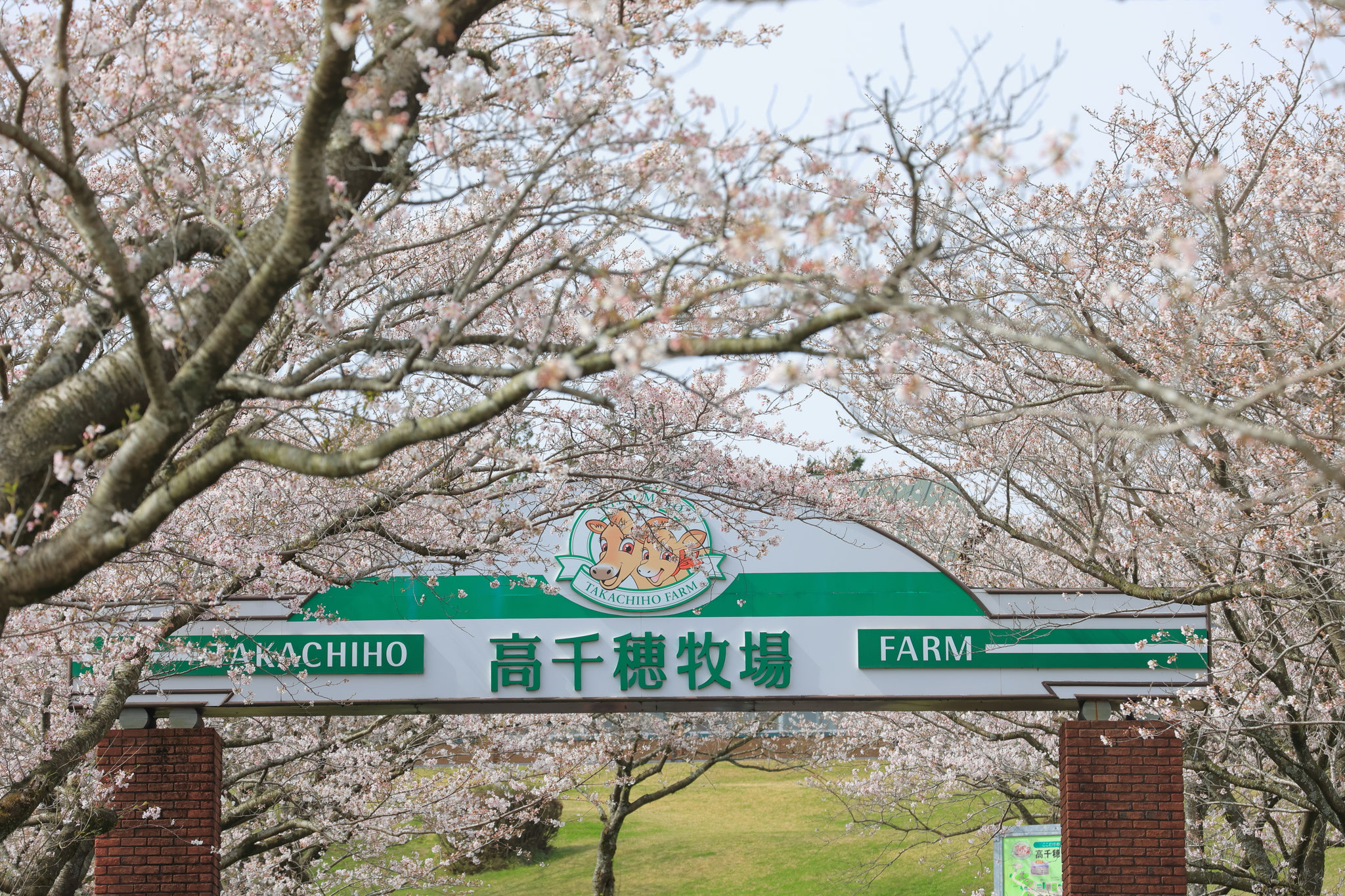 高千穂牧場満開の桜(3月30日 都城市)