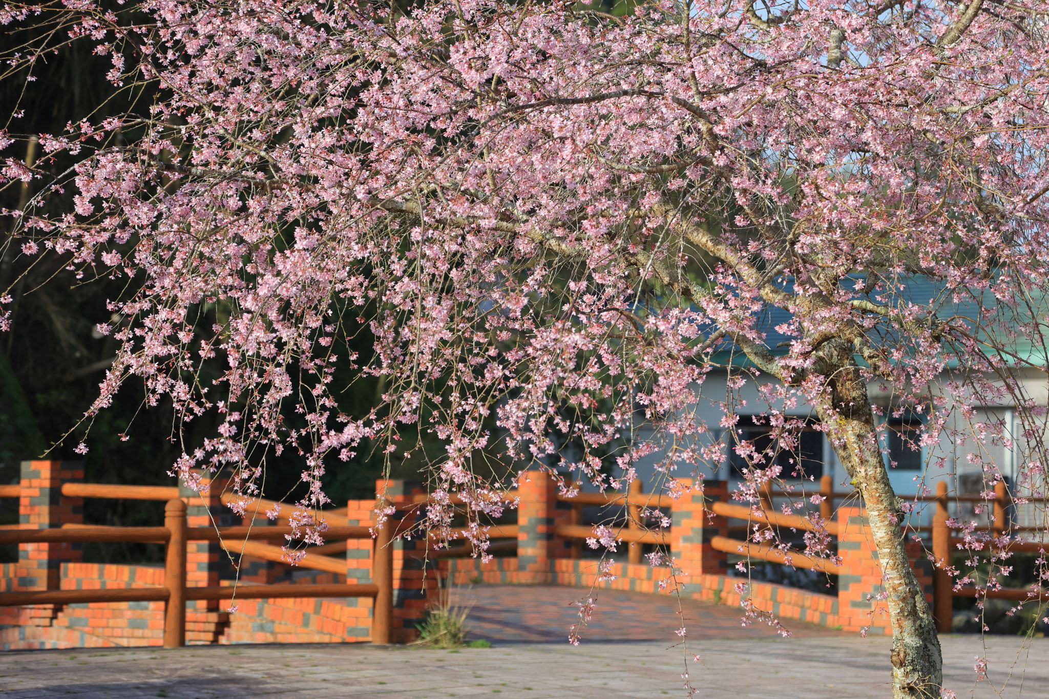 丸池湧水枝垂れ桜(3月30日 湧水町)