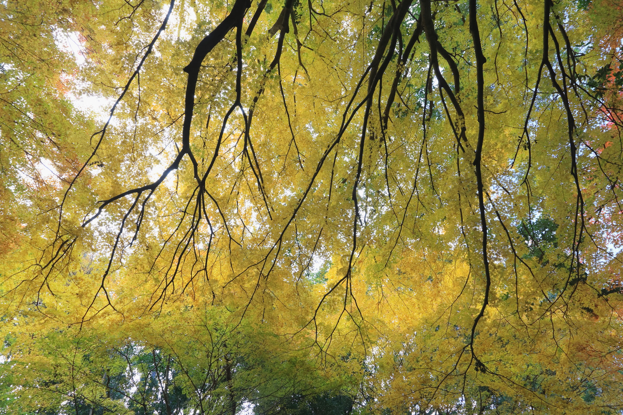 優しさ感じる黄色のもみじ(12月7日 霧島市)