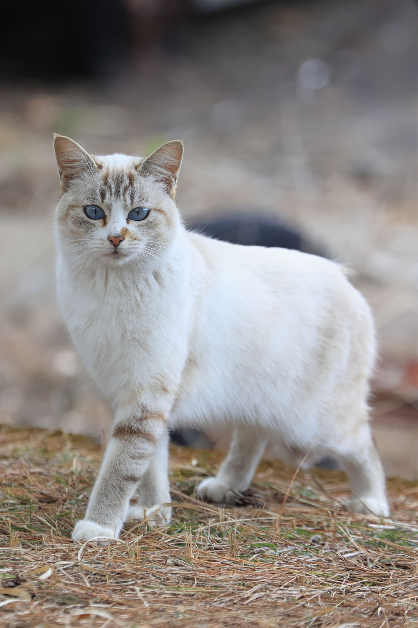 モデルのような出で立ちのねこ(1月24日 東串良町)