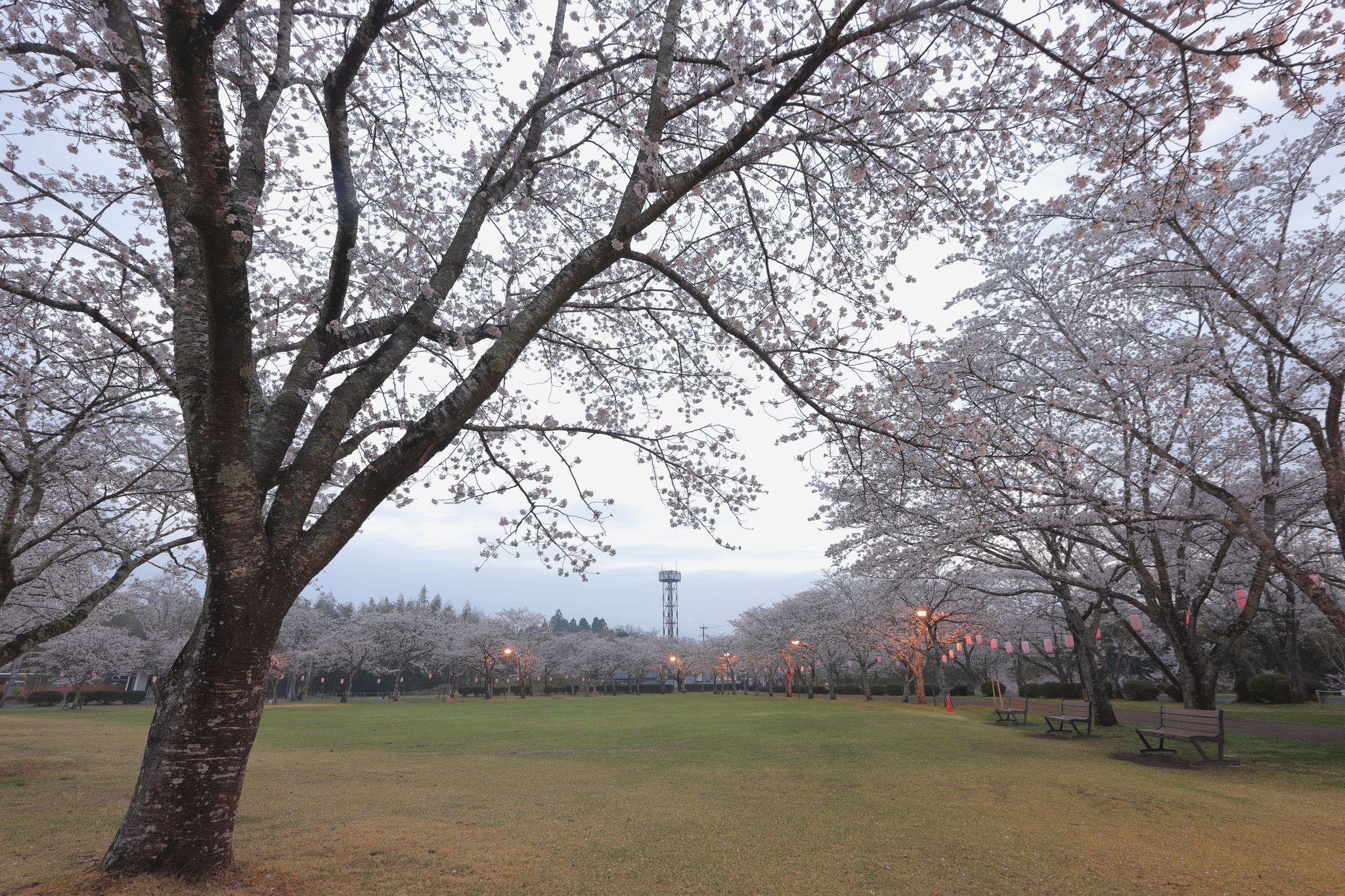 桜でいっぱいの忠元公園(3月29日 伊佐市)