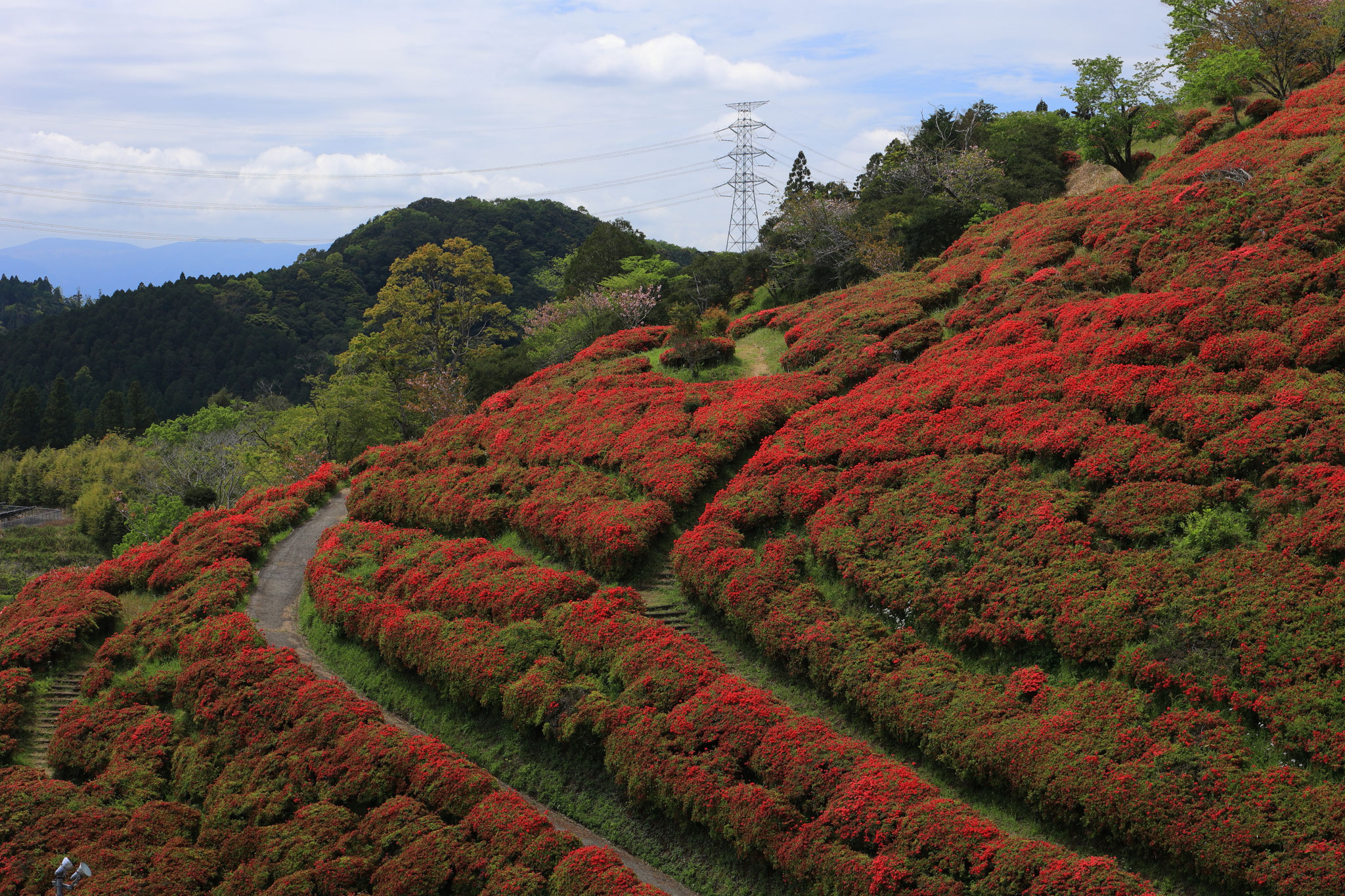 萩の茶屋、真っ赤なツツジが斜面を彩る(4月13日 宮崎県)