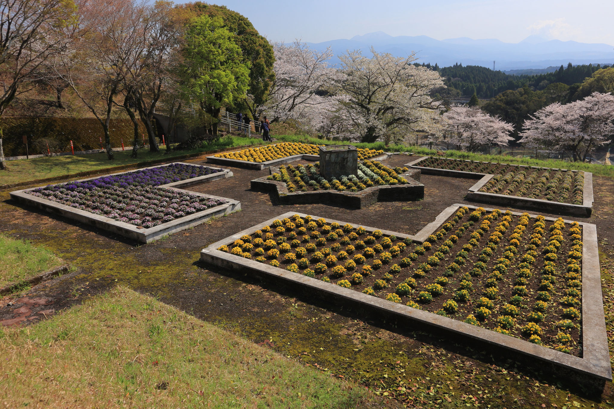 丸岡公園の美的な花園(3月29日 霧島市)