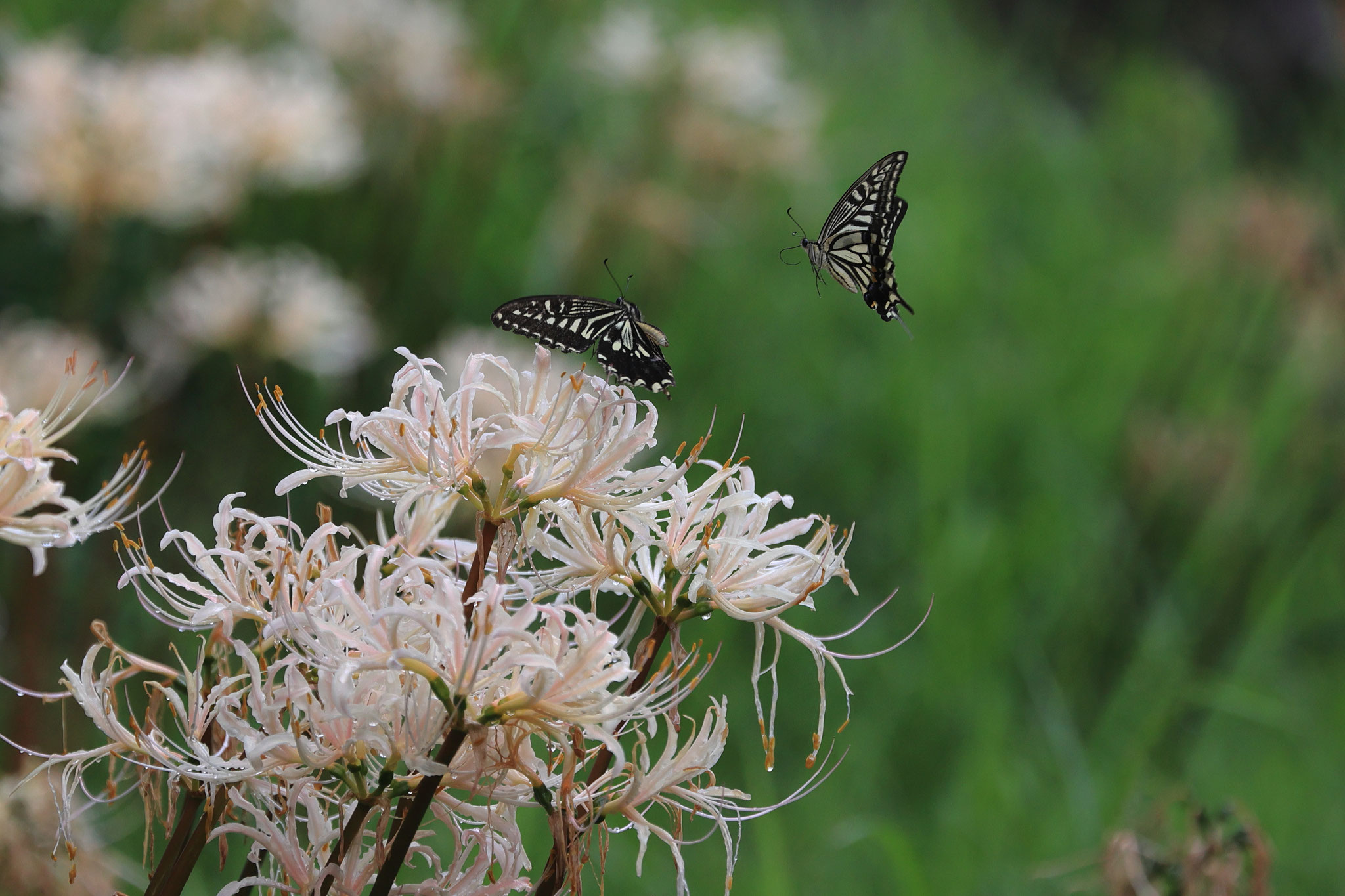 彼岸花の蜜を吸いに来るアゲハチョウ(10月4日 宮崎県)