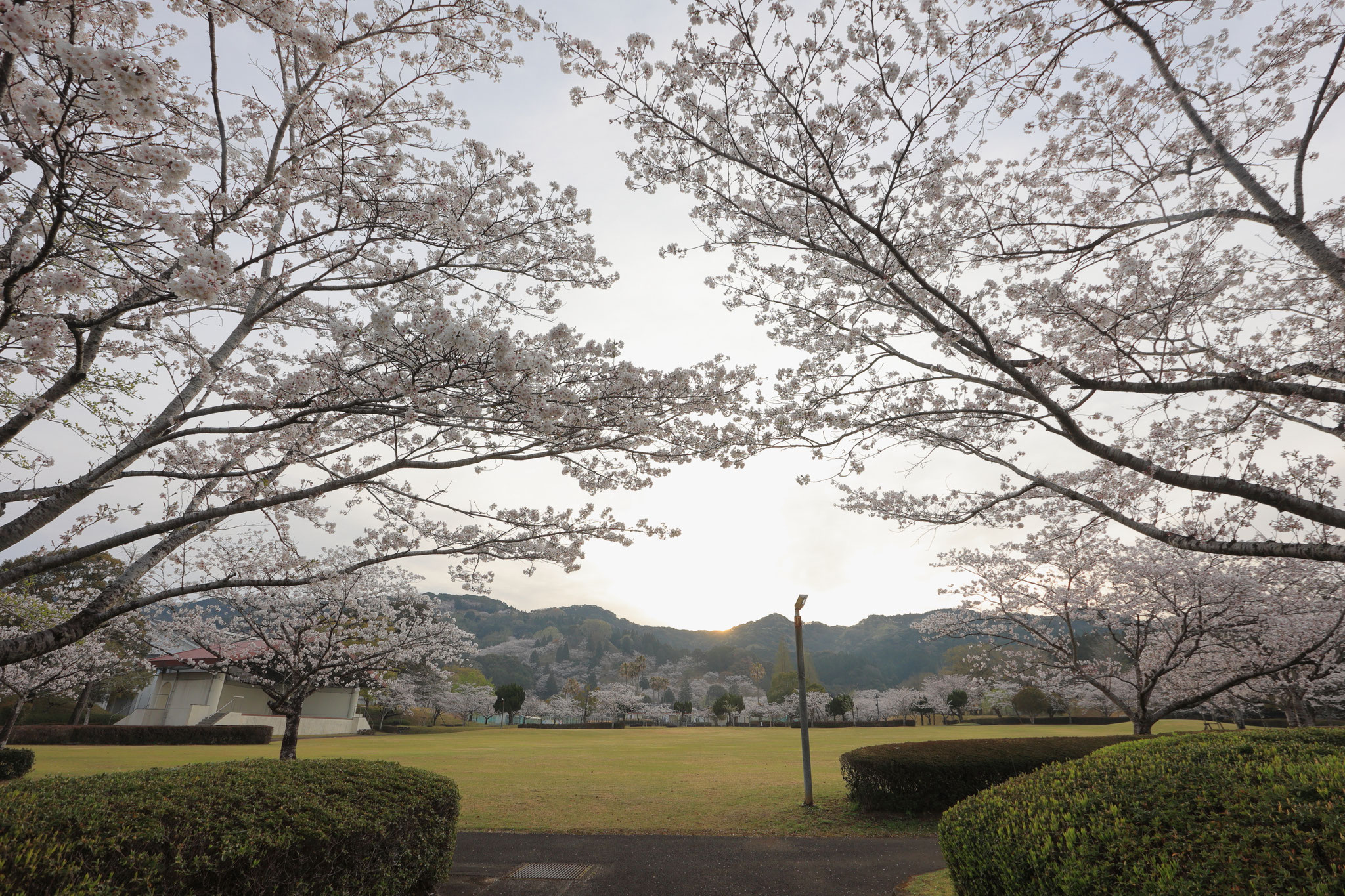 桜を見ていると朝日が顔出してくる(4月5日 都城市)