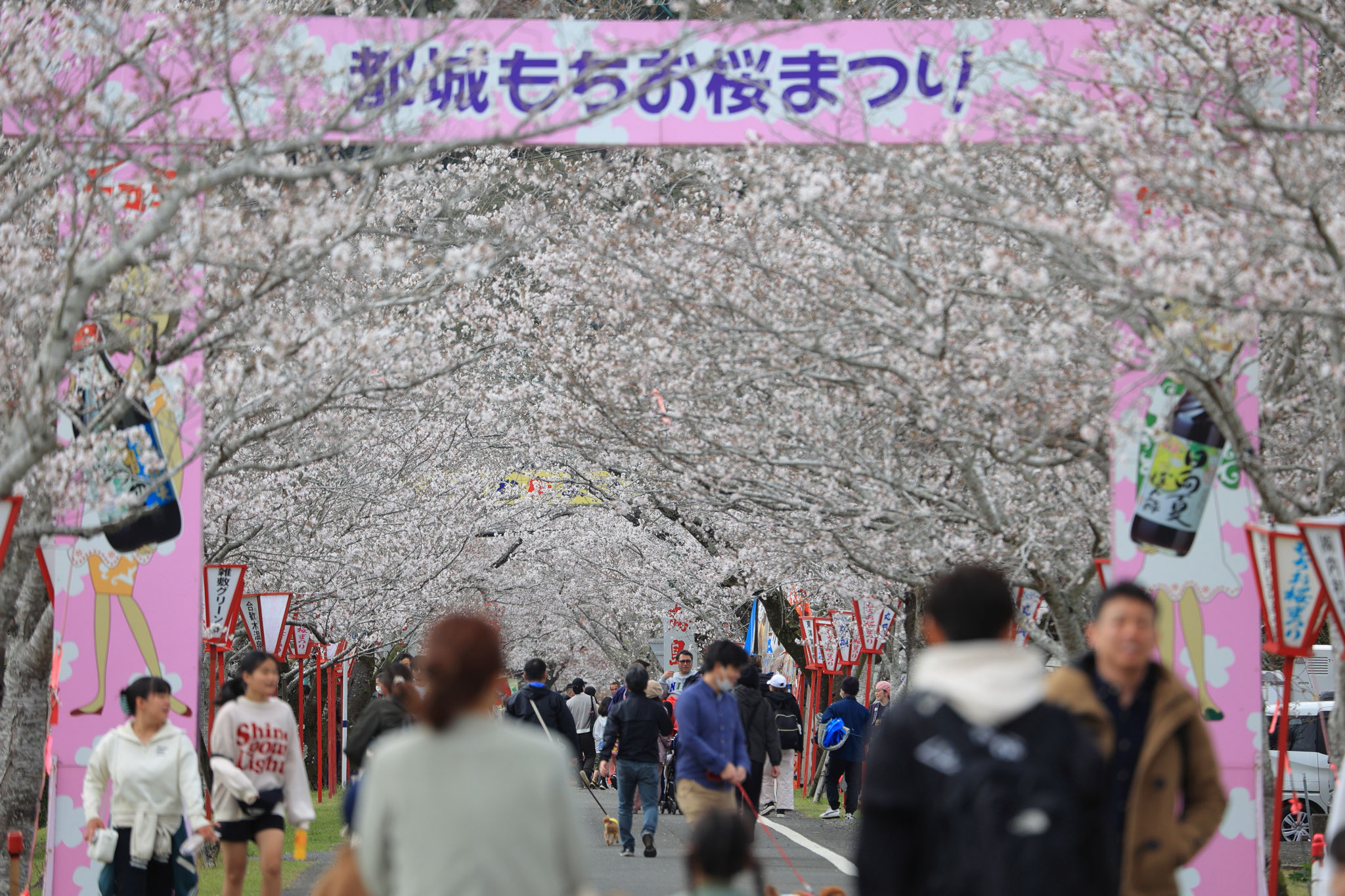 母智丘公園の桜並木観光客でにぎわう(3月30日 都城市)