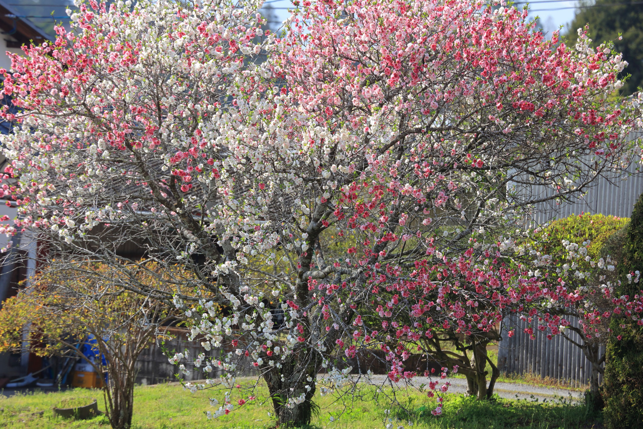 源平咲きの花桃(4月6日 都城市)