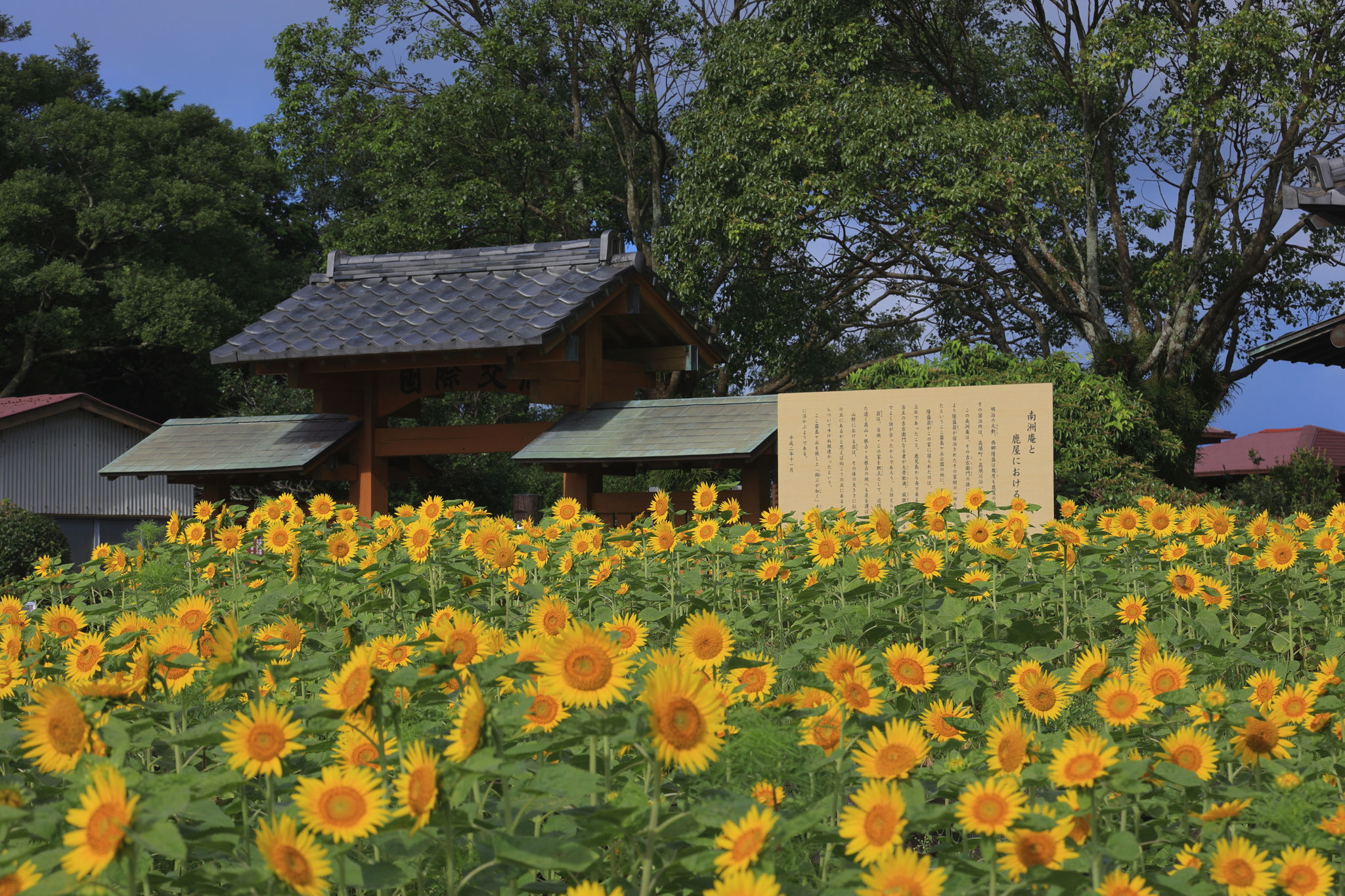 霧島ヶ丘公園、花壇にヒマワリ咲く(7月6日 鹿屋市)