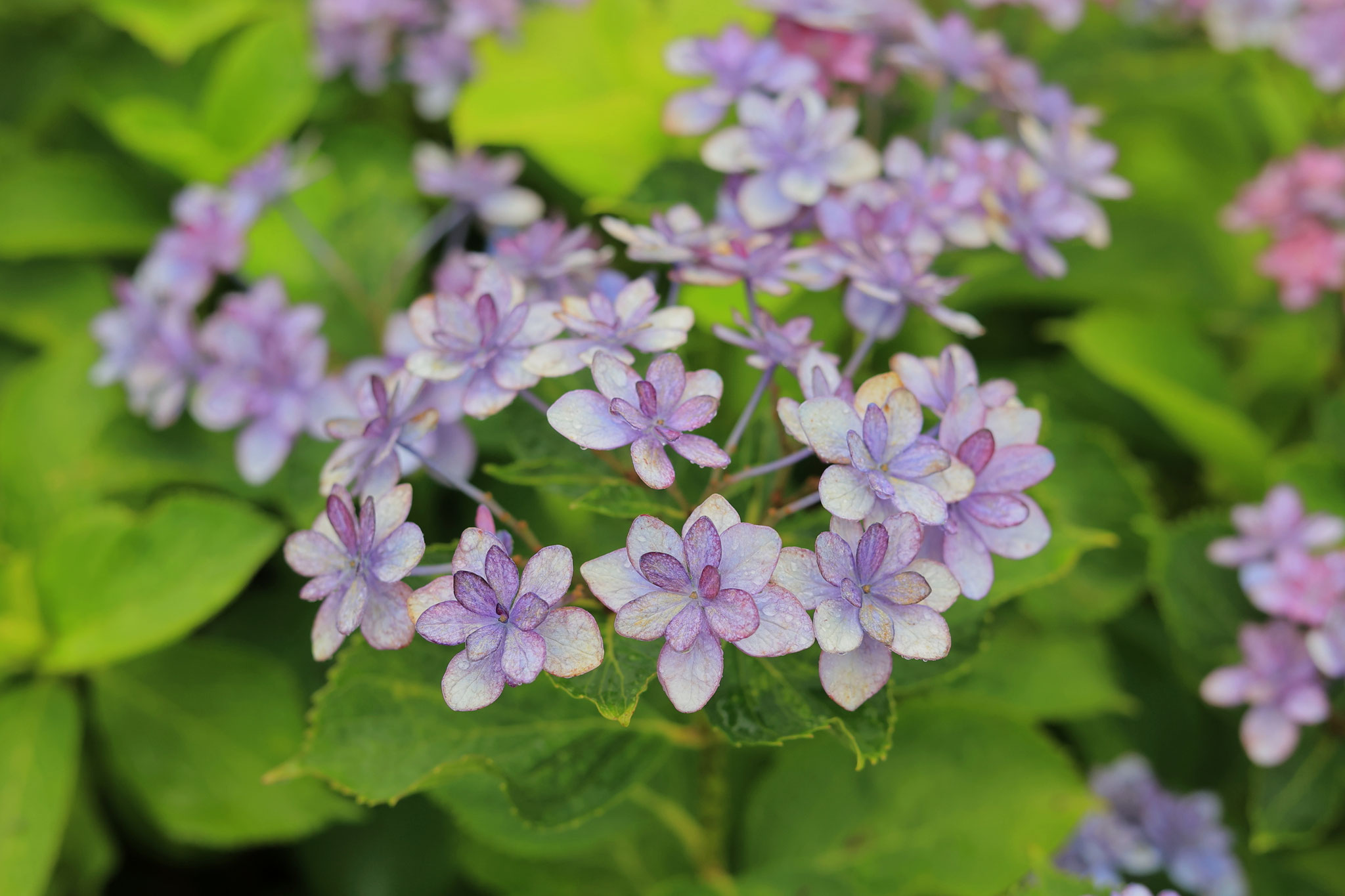 かのやばら園に咲く様々な紫陽花4(6月8日 鹿屋市)
