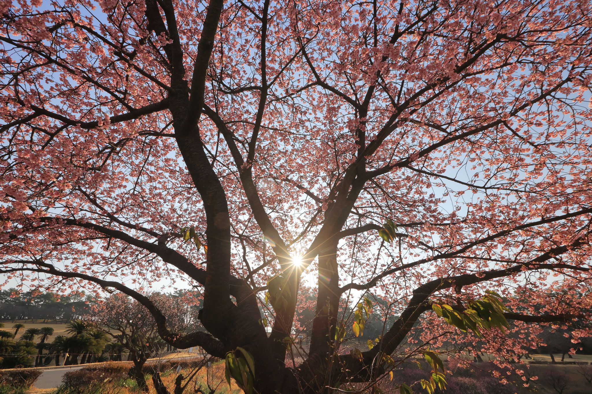 朝日も輝き桜は満開に(2月14日 鹿児島市)