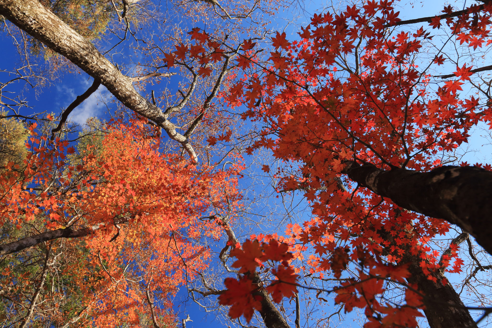 森で見上げて見る紅葉(11/4 霧島市)