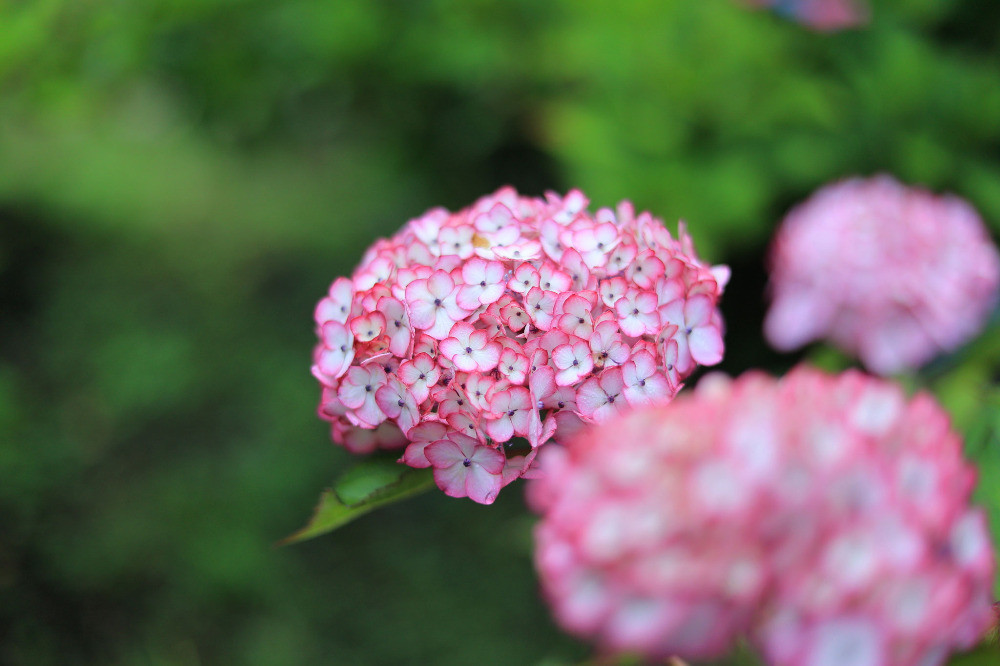 かのやばら園に咲く様々な紫陽花2(6月8日 鹿屋市)