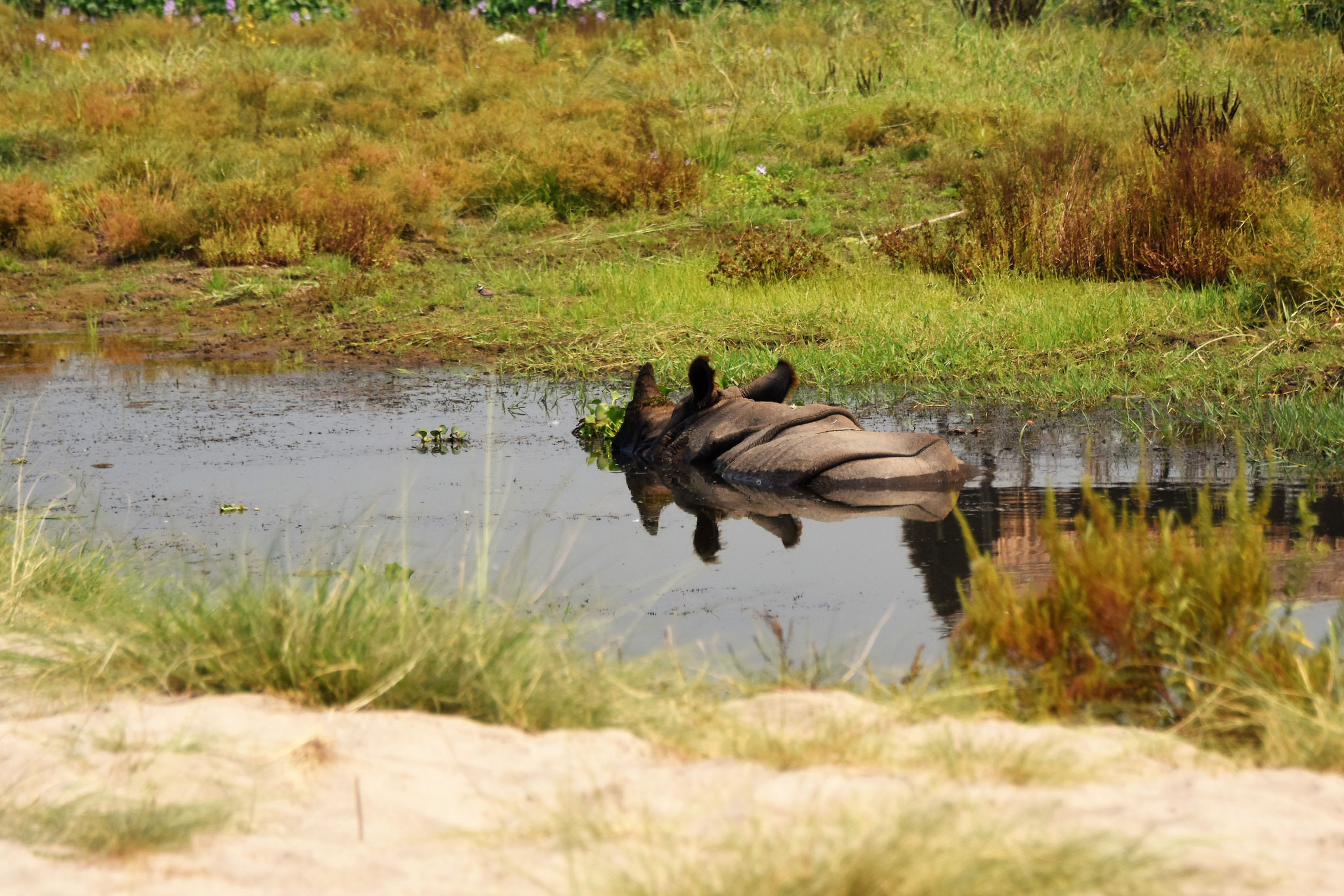 Nilpferd im Rapti-Fluss