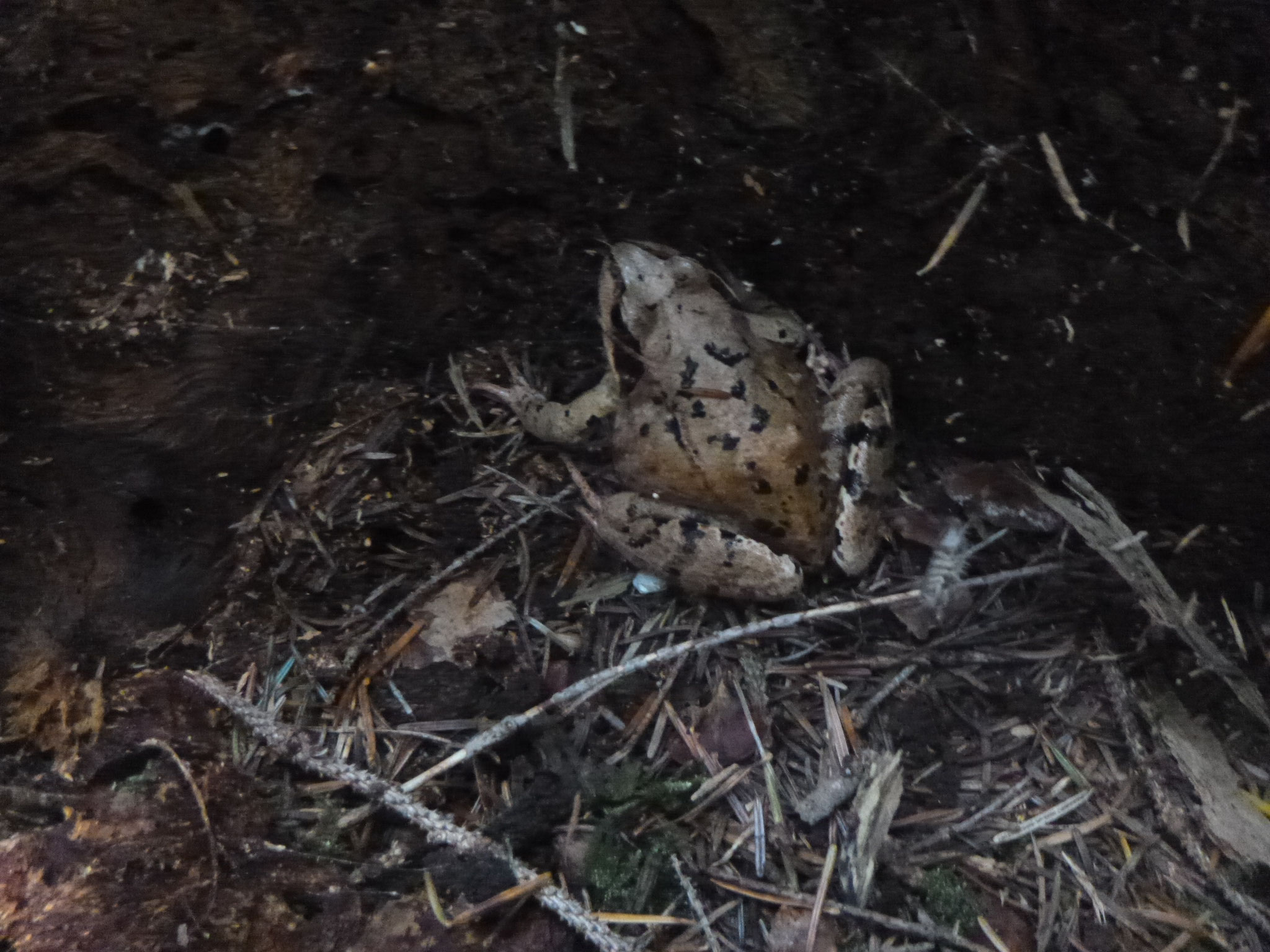 Tiere entdecken