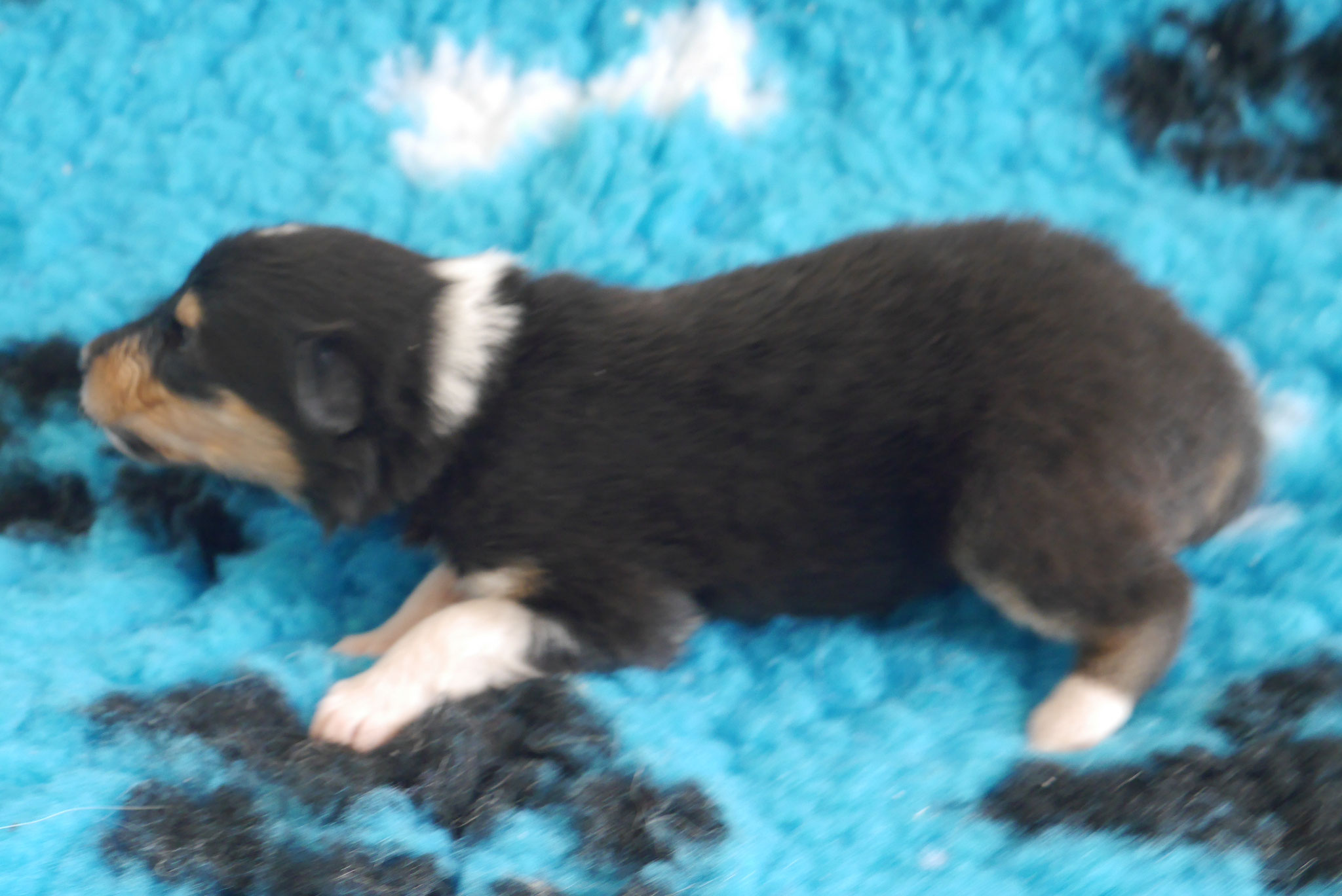 Luna mit 2 Wochen 