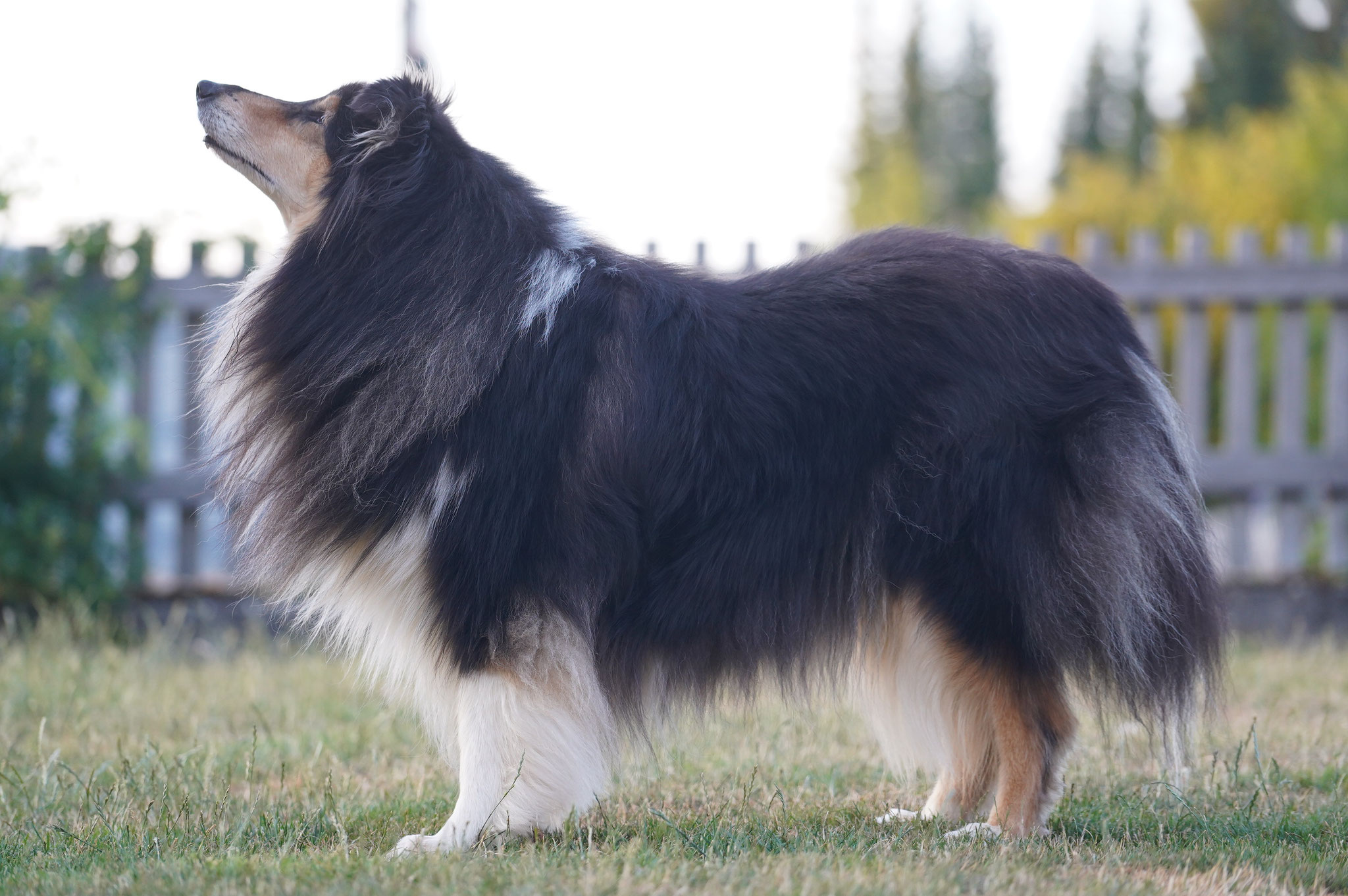 Bessy mit 9 Jahren 