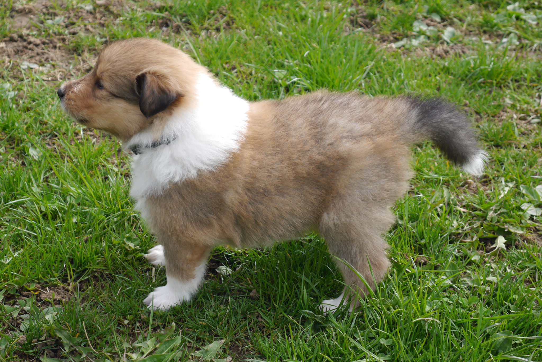 Eddie mit 4 Wochen