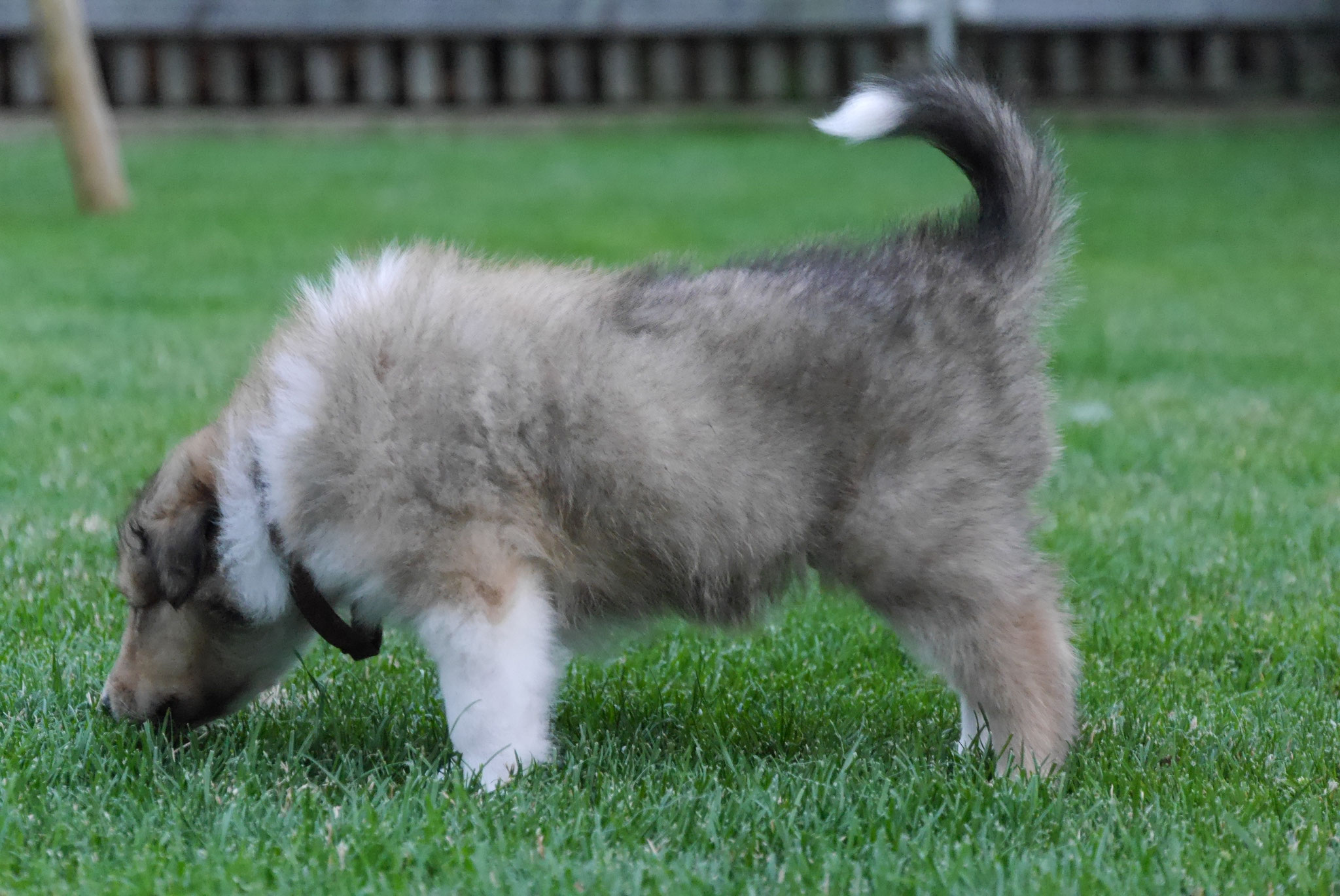 Kenai mit 5 Wochen 