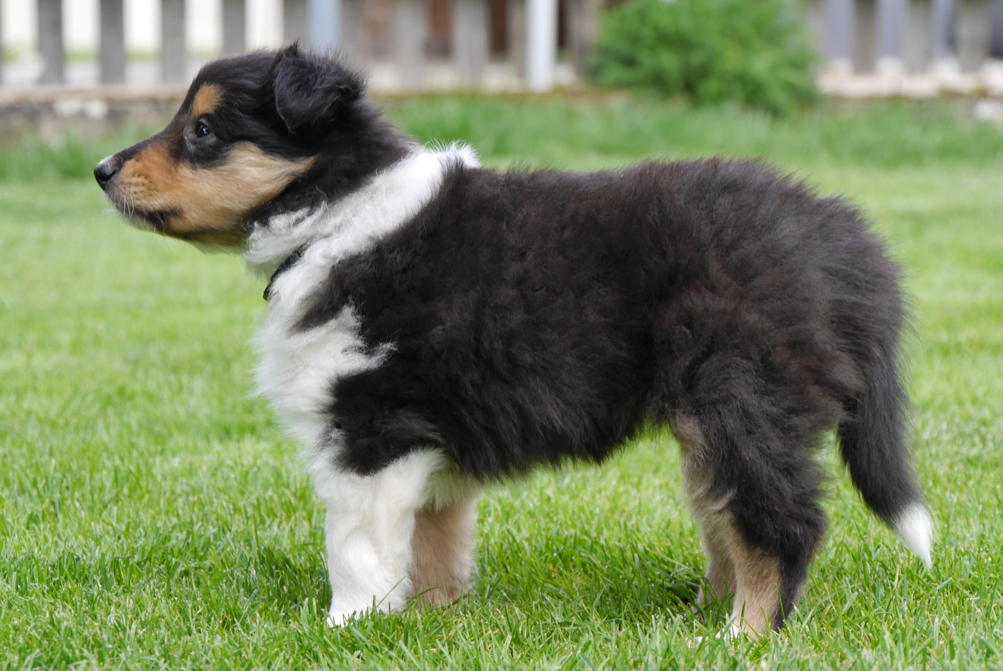 Nala mit 6 Wochen 