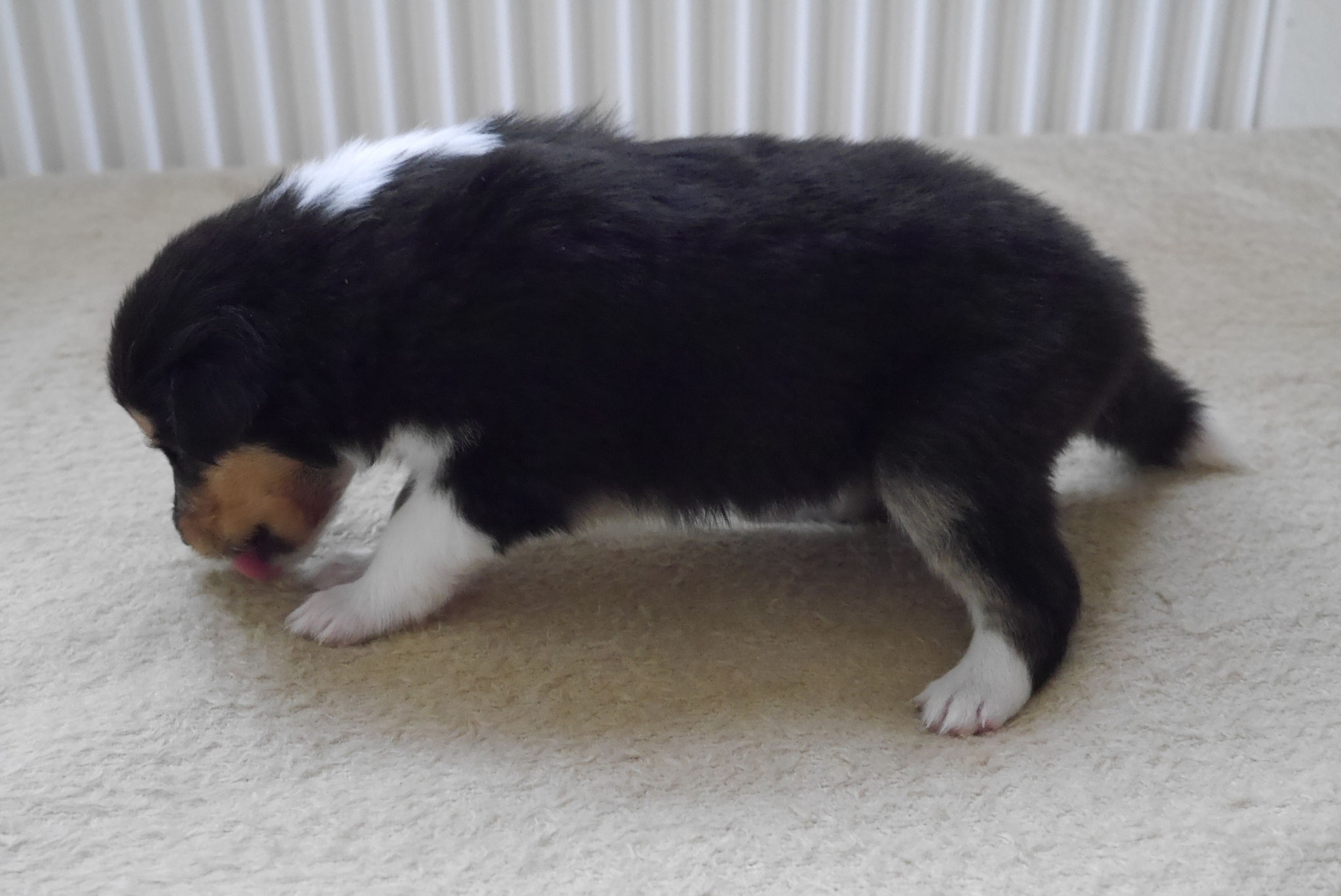 Ernie mit 3 Wochen